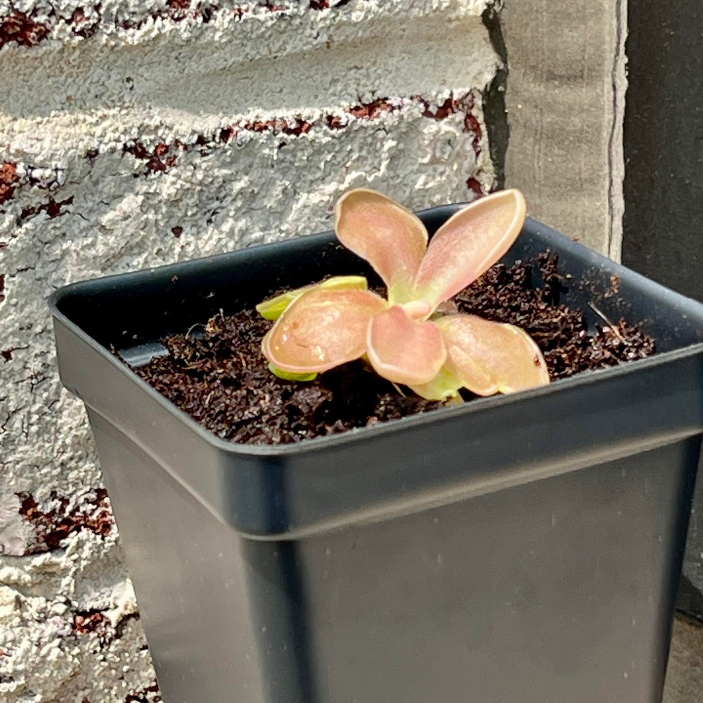 Live Pinguicula Fumiko Butterwort Carnivorous Plant, Pet-Safe, Unique Gift for Plant Lovers & Collectors. Succulent-Like Carnivore Plant.