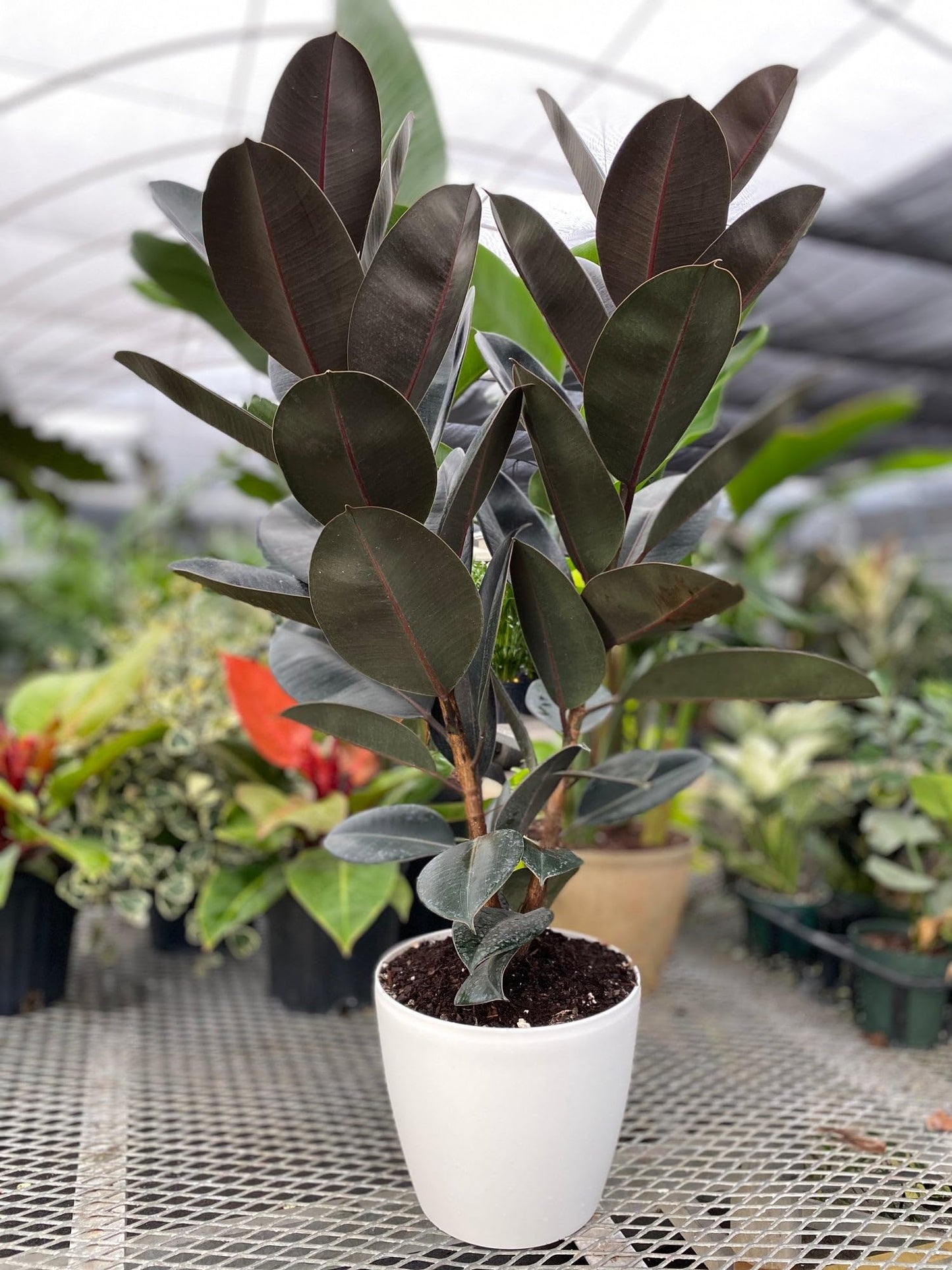 Eureka Farms Ficus Burgundy Bush – Live Rubber Tree Plant, Low Maintenance Indoor Tropical Houseplant with Rich Red & Green Foliage, Perfect for Home & Office Decor