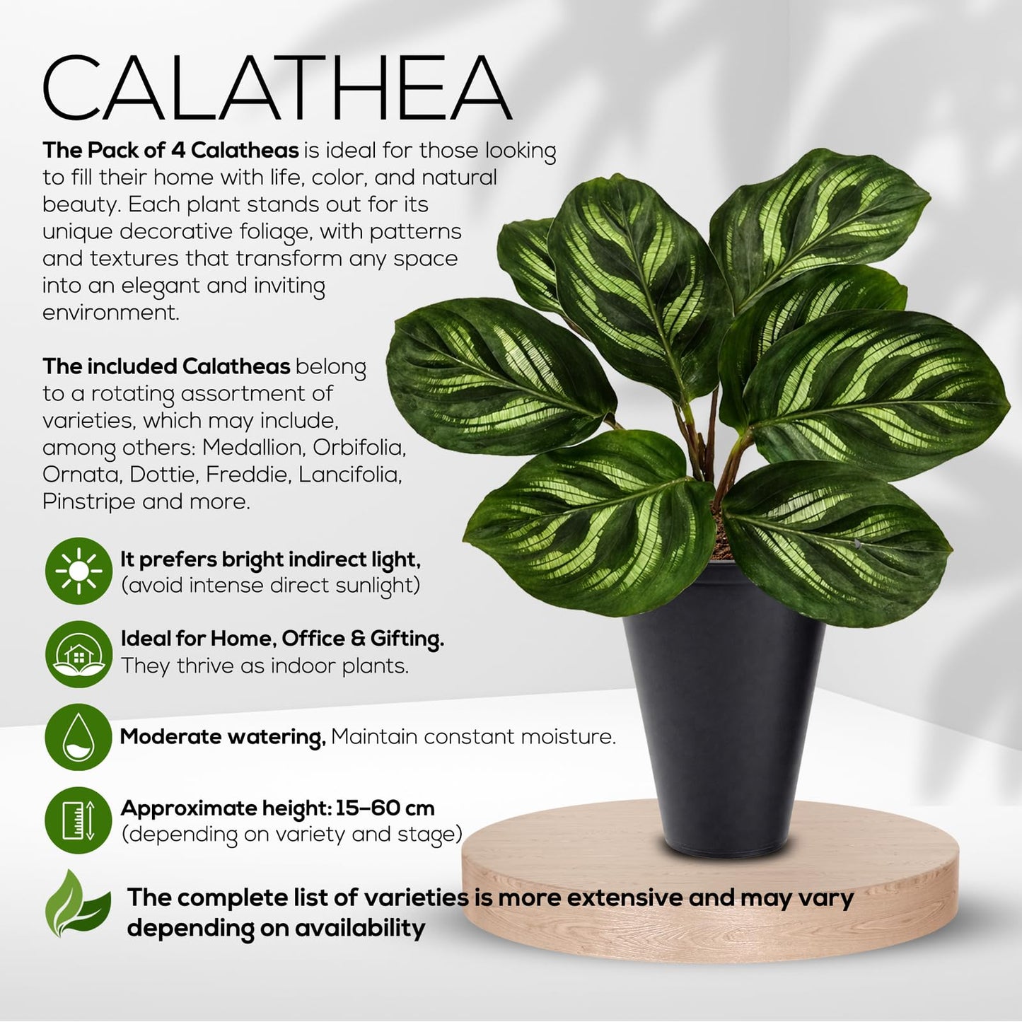 Calathea Collection (4 Pack) Live Plants - Prayer Plants, Air Purifying Plant Indoor, Easy Plants Live Houseplants, Perfect for Home, Room, or Office Decor, Real Plants Indoor/Outdoor