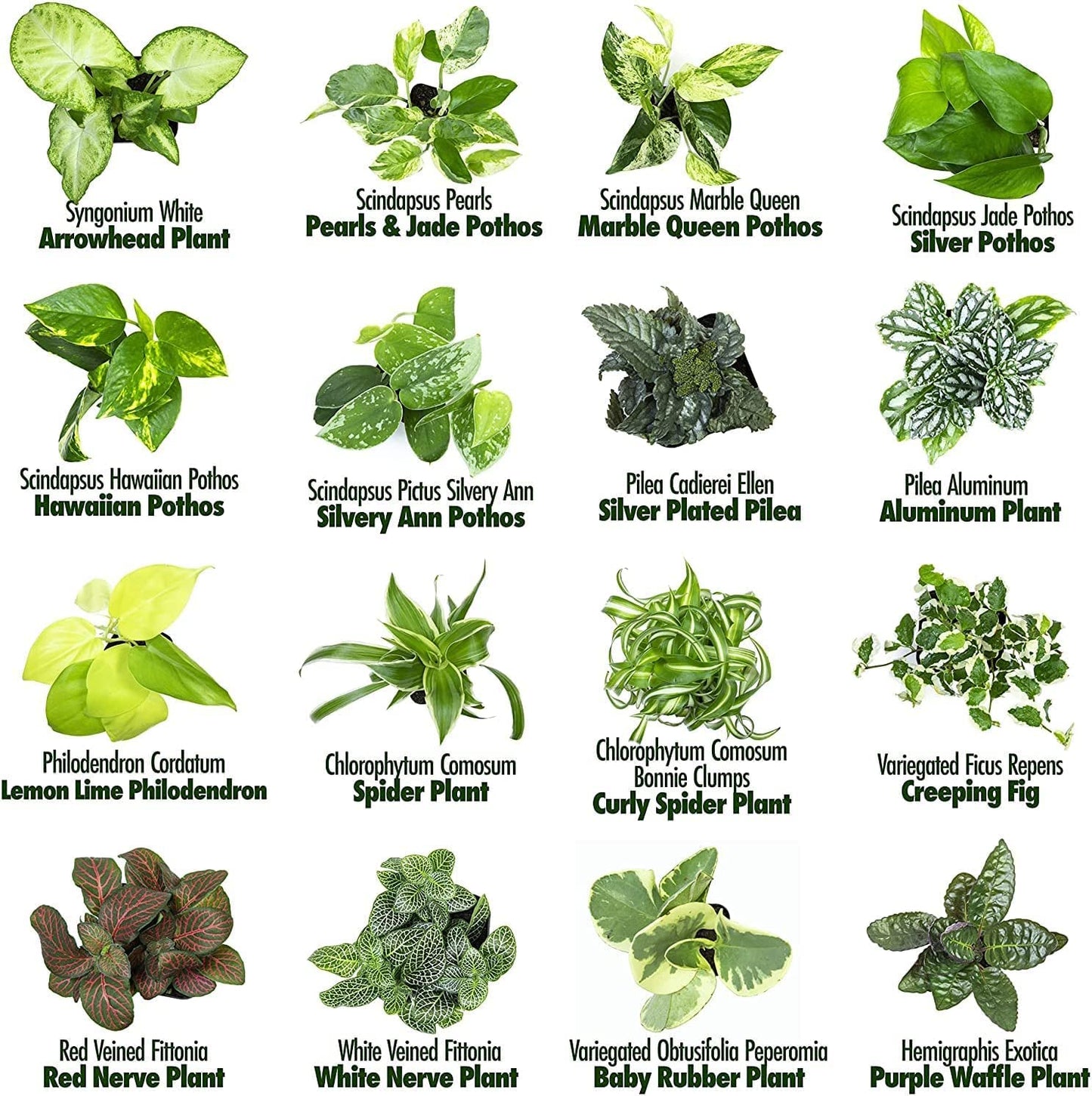 Altman Plants Live Houseplants (12PK), Indoor Plants for Delivery Prime & Essential Houseplant Collection (4PK) Live Plants Indoor Plants Live Houseplants in Plant Pots, Easy House Plants Indoors