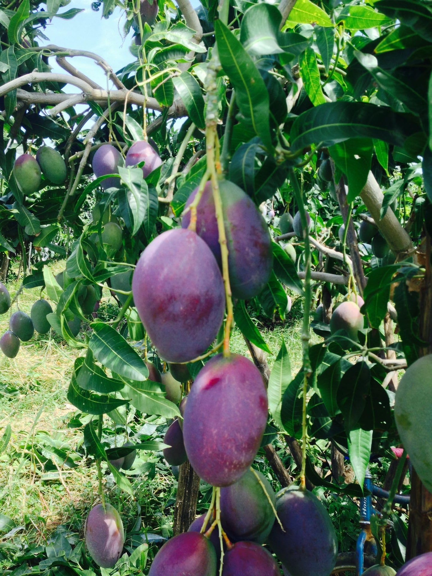 Palmer Mango Tree – 8–12 in Live Tropical Fruit Tree Seedling (Mangifera Indica) | Naturally Grown from Seed | Sweet, Low-Fiber Mango Variety | Fast-Growing Live Plant for Home Garden or Patio