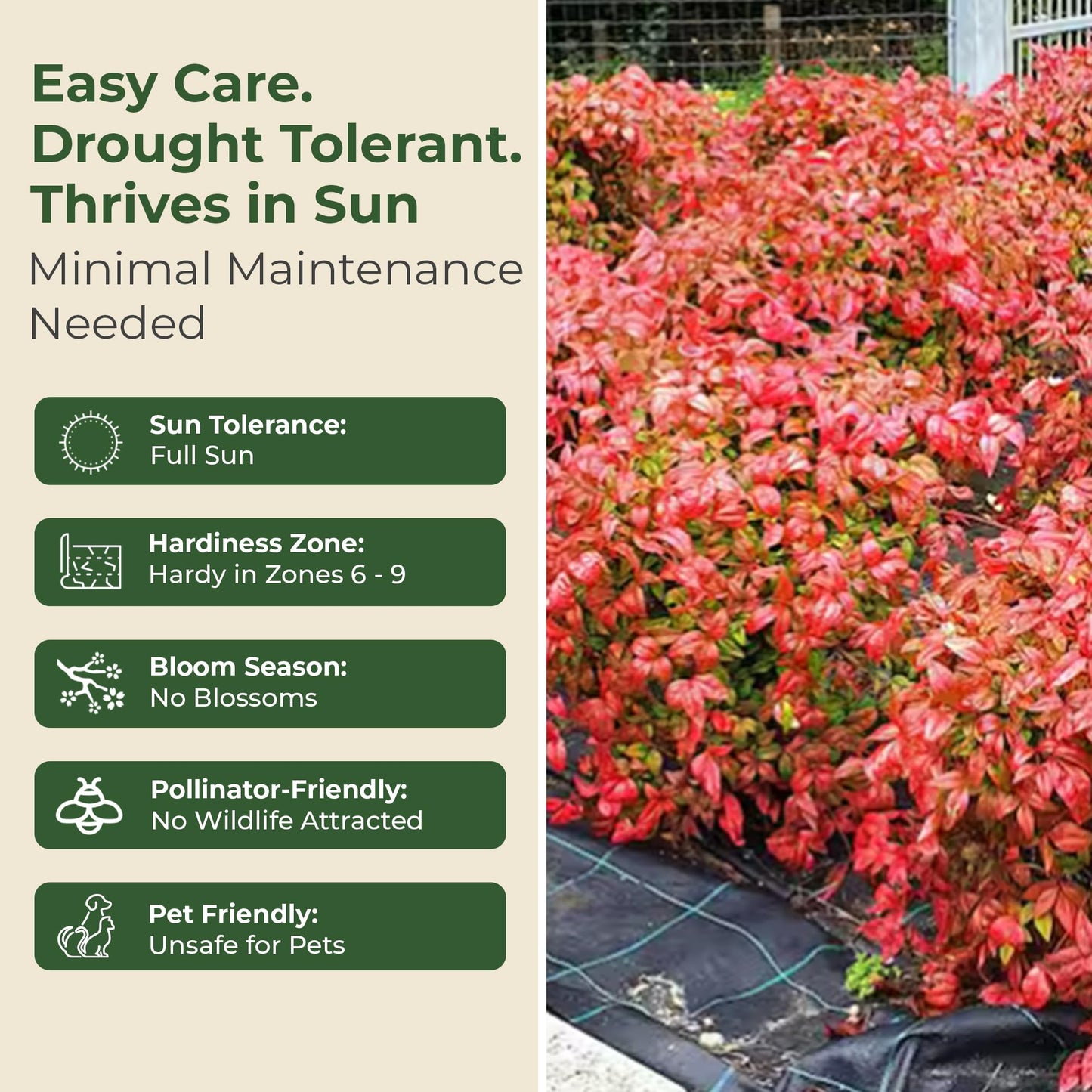 2.5 qt. Nandina Fire Power Shrub - Compact & Dense Dwarf Evergreen Shrubs w/Striking Pinnate Leaves - Ornamental Shrubs for Borders, Mass Plantings,Low Hedges, Rockeries or Perennial Gardens