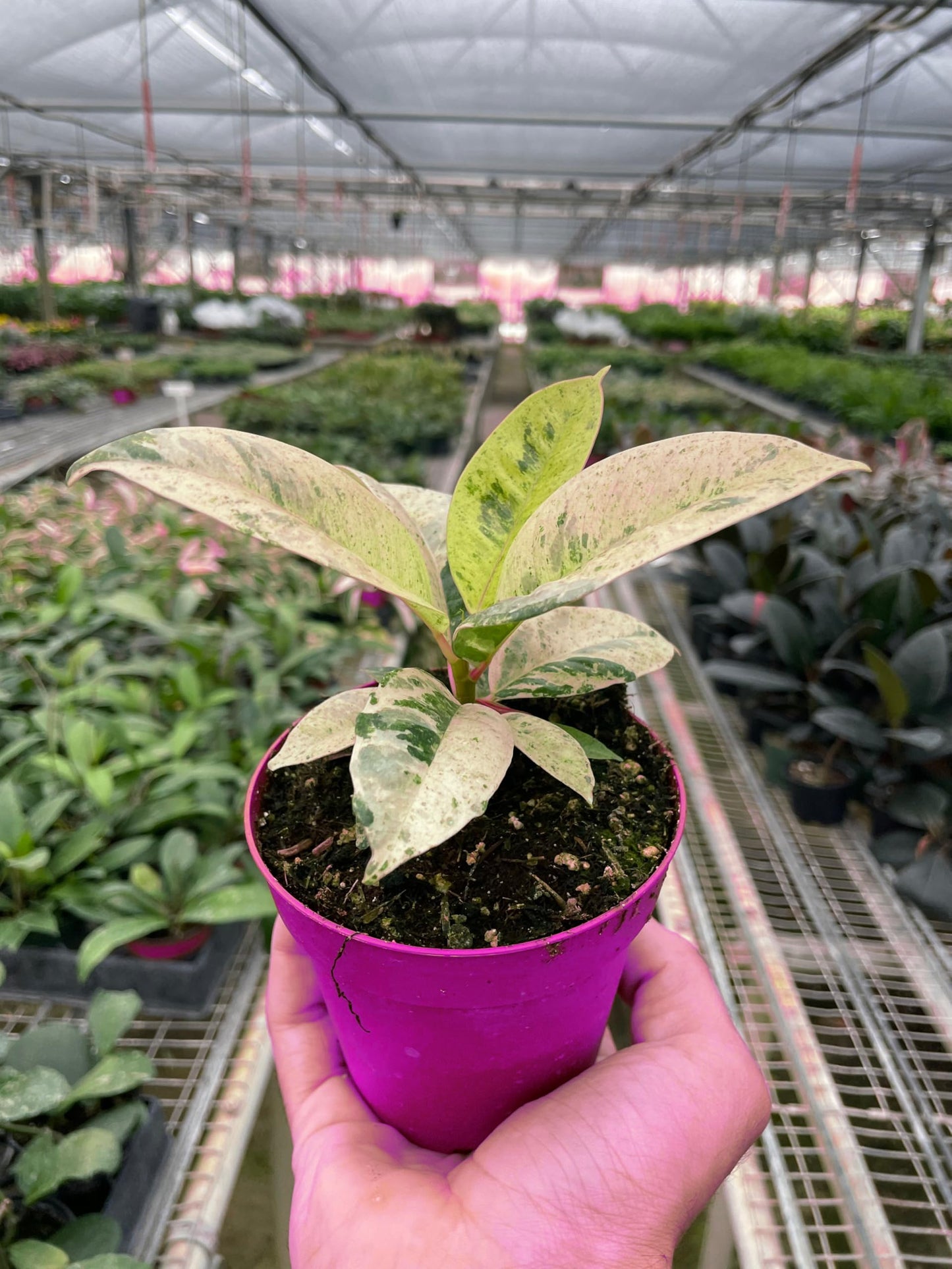 Ficus 'shivereana' Moonshine in 4in Pot - Live Rare Plant - Easy to Grow | Variegated | USA Growers | The Snobby Leaf
