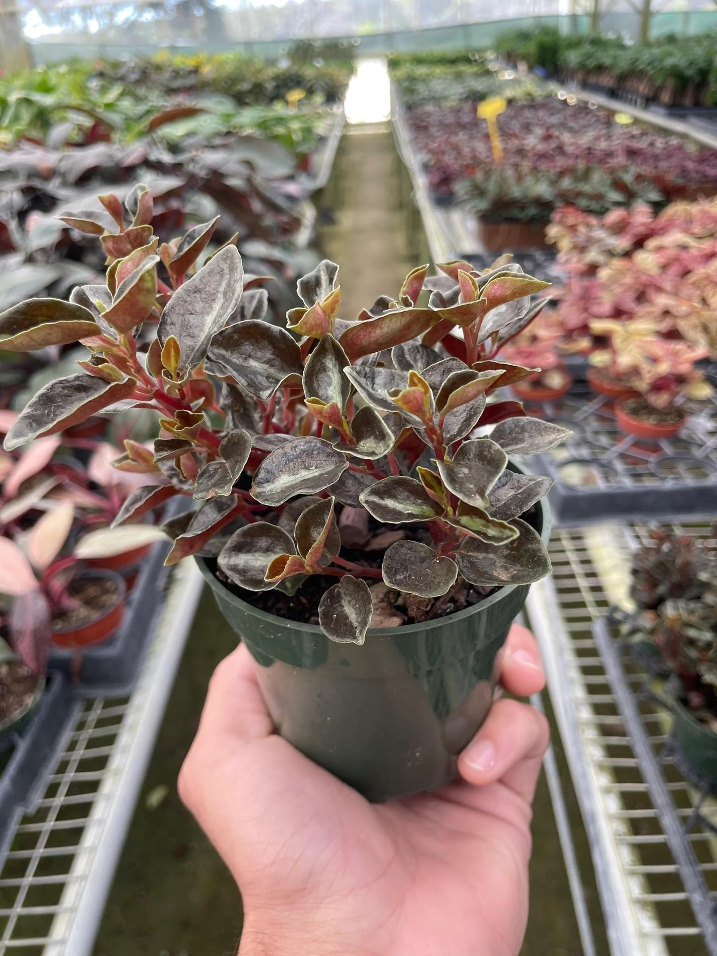 Metallic Peperomia | Live Plant for Indoor & Outdoor | for Living Room, Office, Bathroom | (4" Pot)
