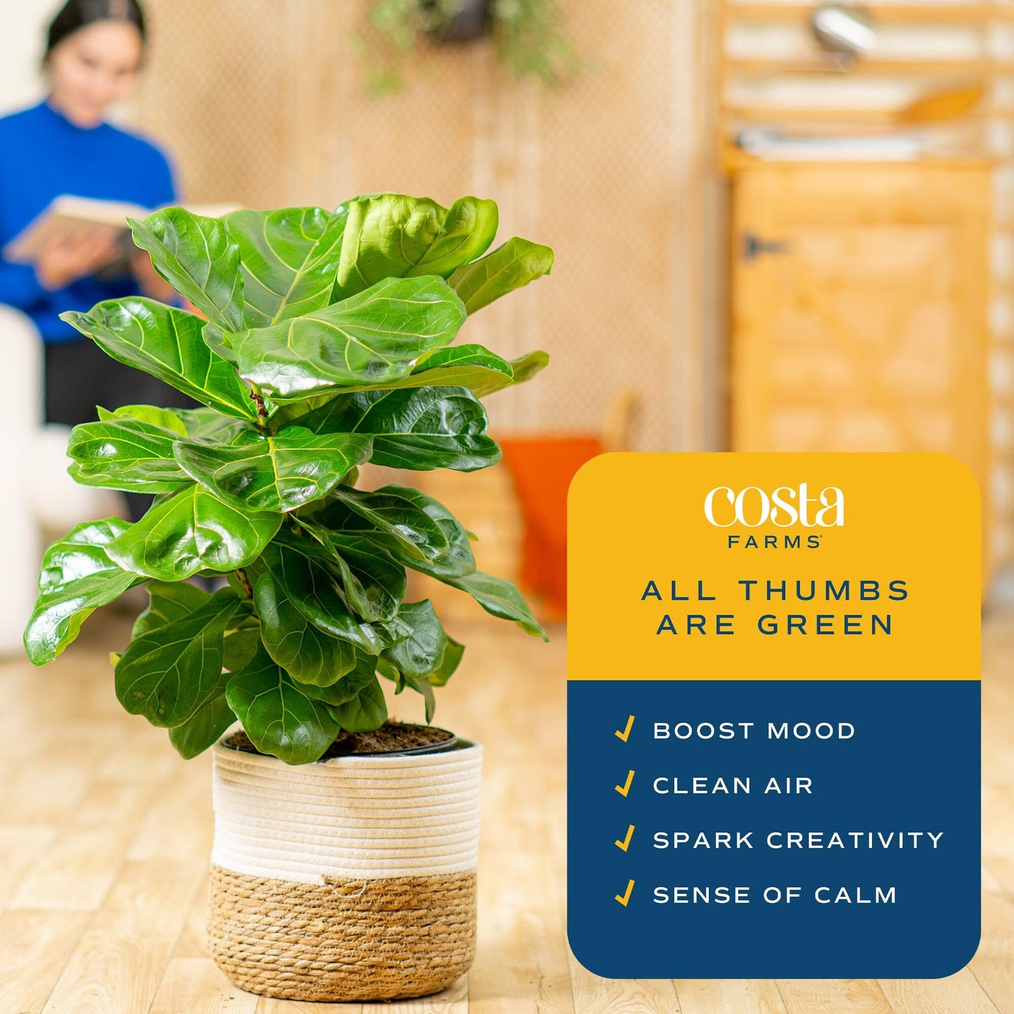 Costa Farms Fiddle Leaf Fig, Live Indoor Ficus Lyrata House Plant Potted in Modern Decor Planter, Floor Plant in Potting Soil Mix, Housewarming Gift, Room, Home, Office Decor, 2-3 Feet Tall