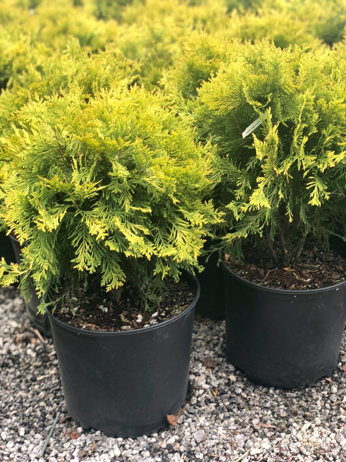 Live Plant - Golden Globe Dwarf Arborvitae (Thuja) - Live Plant - 3 Gallon Pot