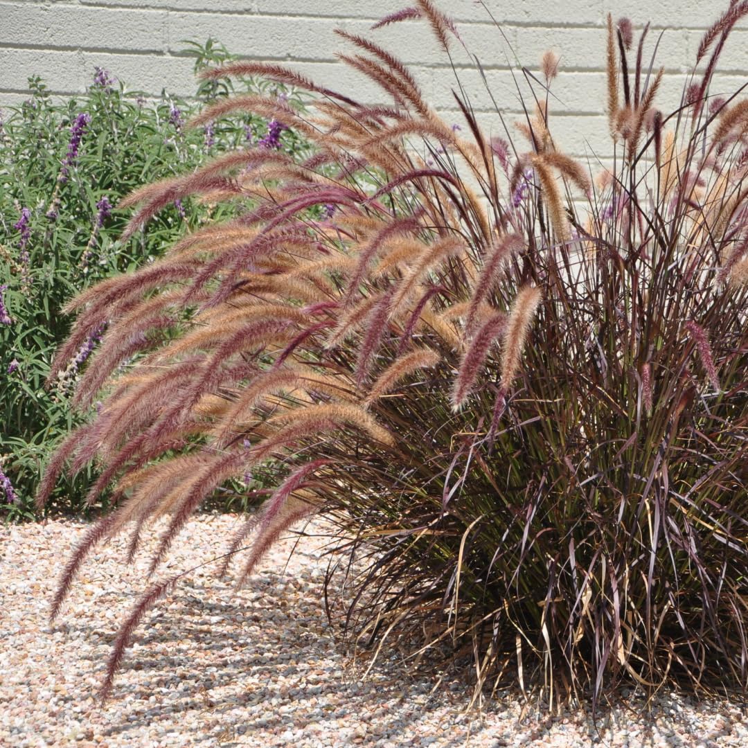 2 Grass Ornamental Grasses Seedlings, Live Grass Perennial Hardy Ornamental Plants, Outdoor Planting, 5-9" Tall (Purple Fountain)