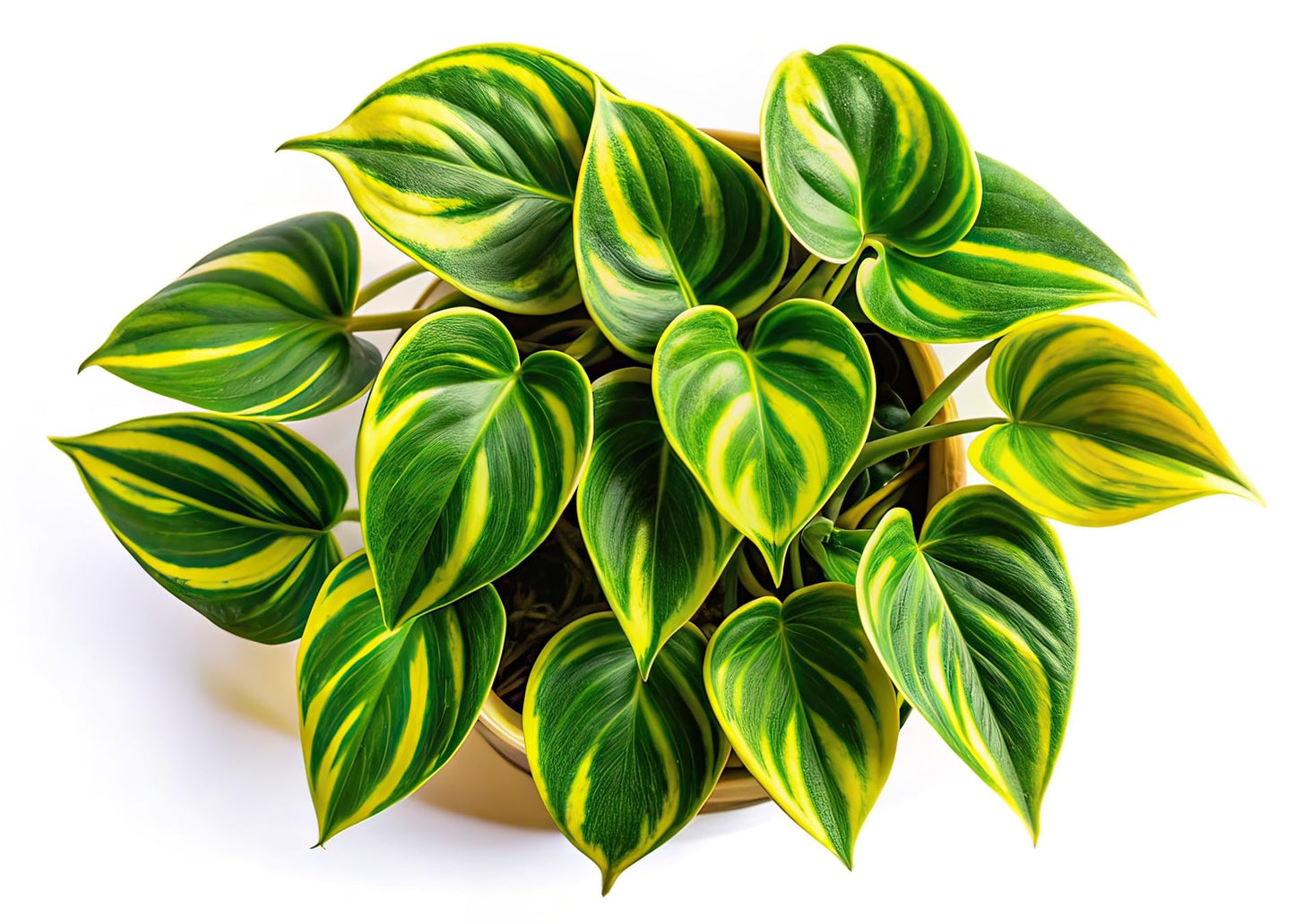 Lemon Jade Brasil Philodendron – Live Starter Plant in 2 Inch Pot - Striking Variegated Foliage with Bold Yellow-Green Centers
