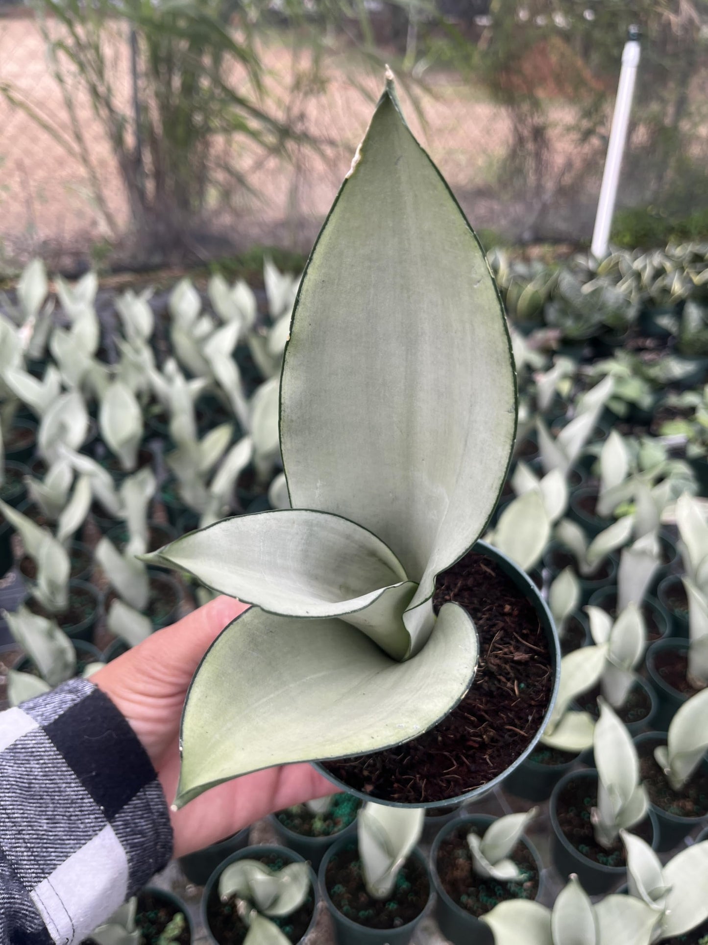 Moonshine Snake Plant – Sansevieria Moonshine – Rare Silvery Foliage – Easy Care Air Purifying Plant – Live Plant in 4” Pots