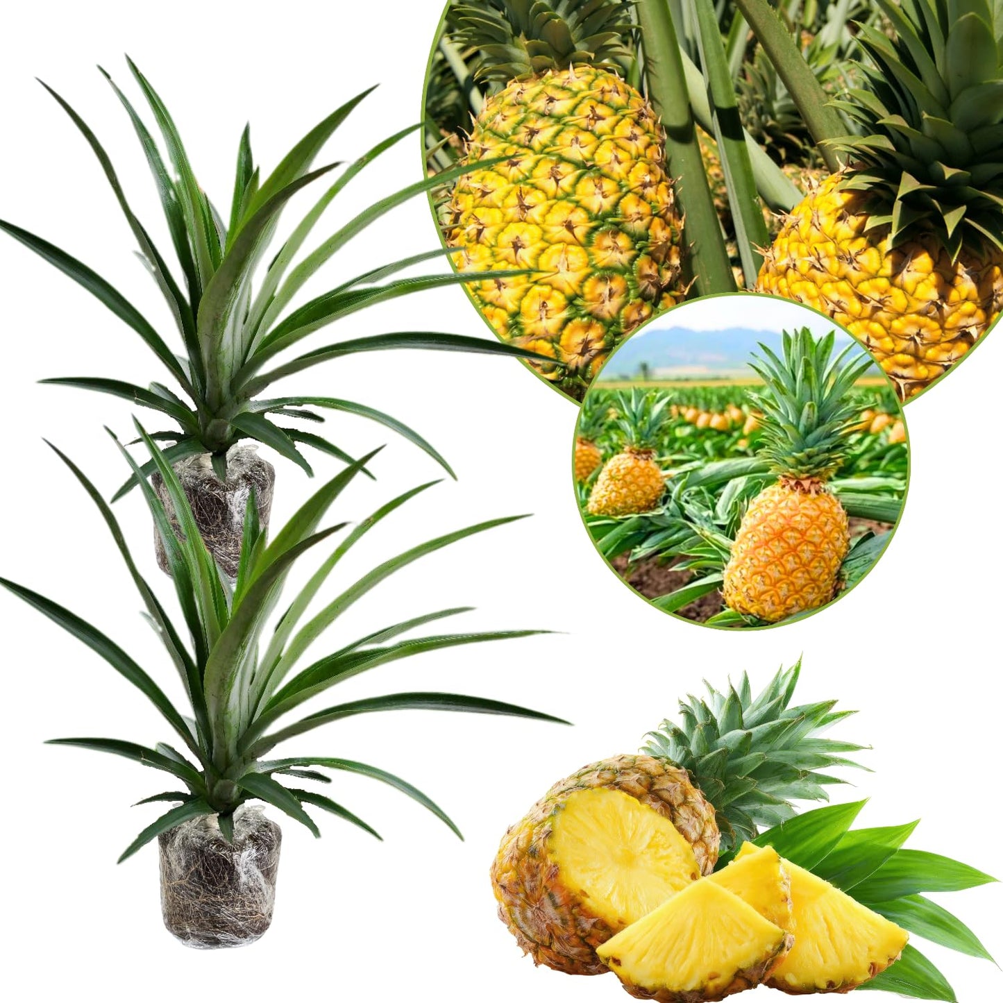 2 Pineapple Plants Live to Grow 5 to 8 Inch Tall, Sweet Pineapple Fruit Tree Live Plant for Outdoor (Gold Pineapple)
