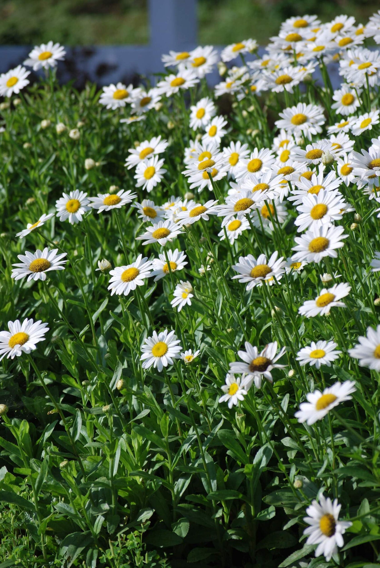 Perennial Farm Marketplace Chrysanthemum nipponicum (Nippon Daisy) Perennial, Size-#1 Container, Big White Flowers