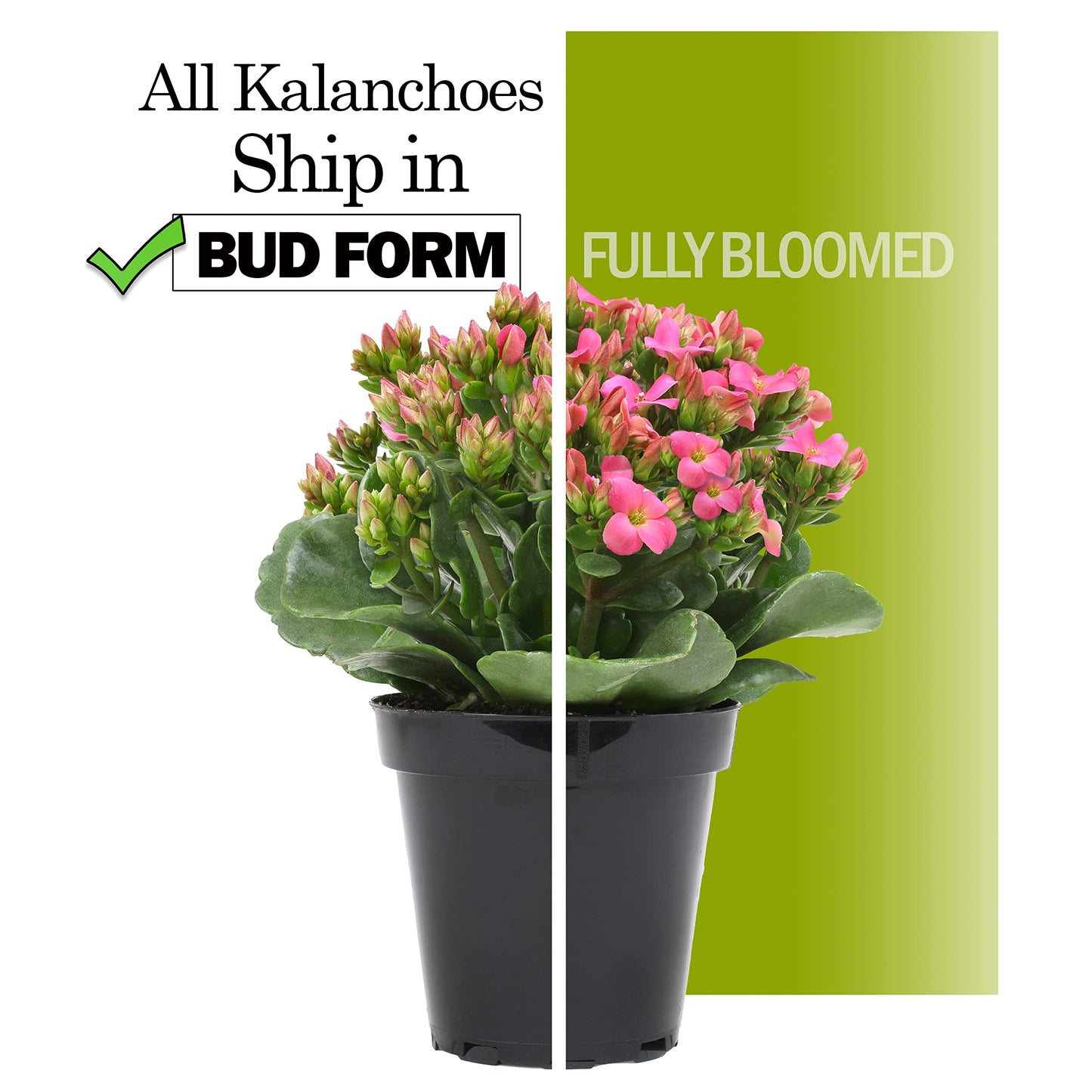 Kalanchoe Plant Succulents Plants Live Houseplants, Live Succulents Live House Plants in Clay Pots, Succulent Plants Live Plants Indoor Plants, Live Succulent Plant Lover Gifts by Plants for Pets