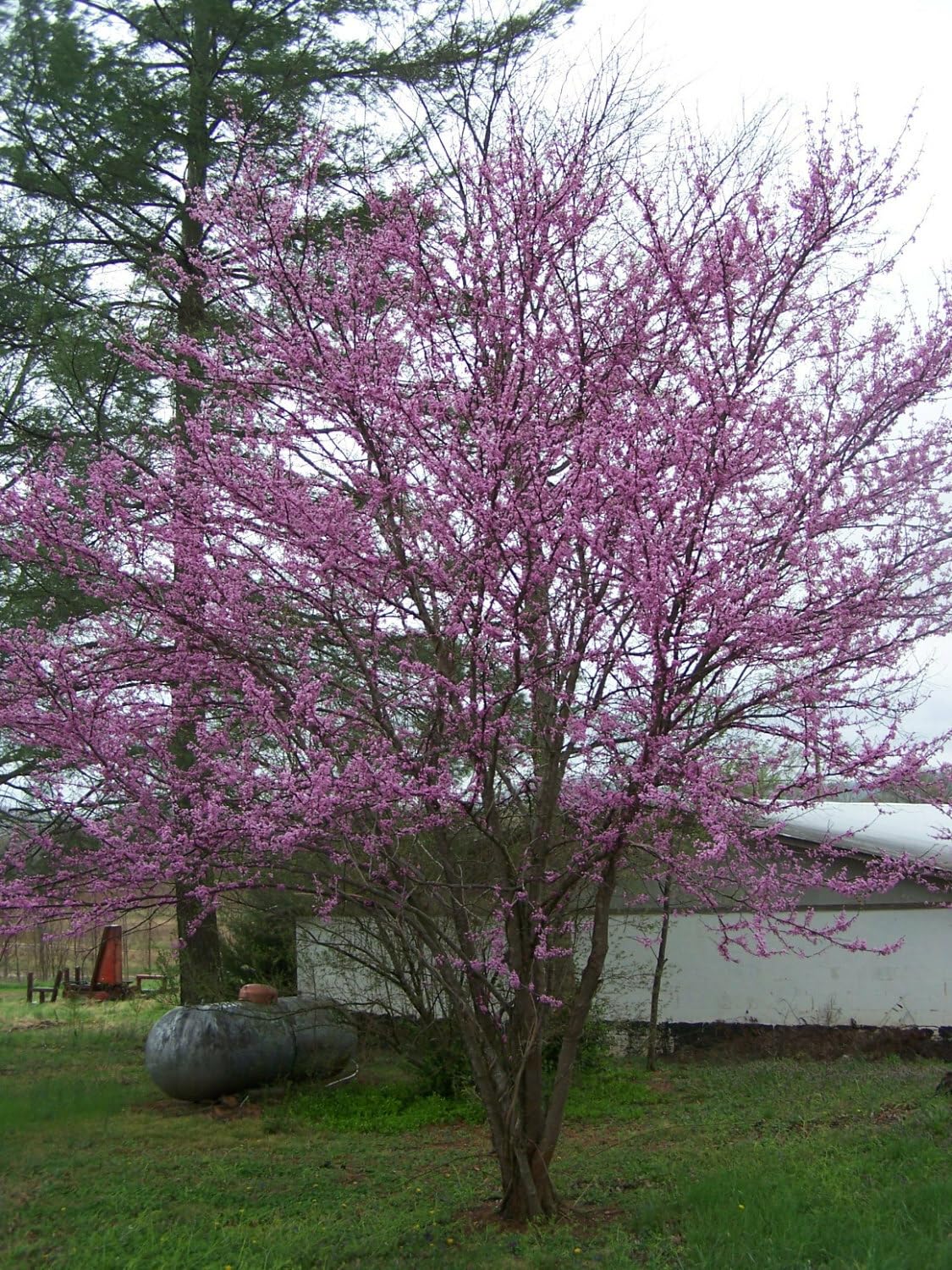 Live Plant - 2 Eastern Redbud Trees - 12-18" Tall Live Plants - 4" Pots - Cercis Canadensis