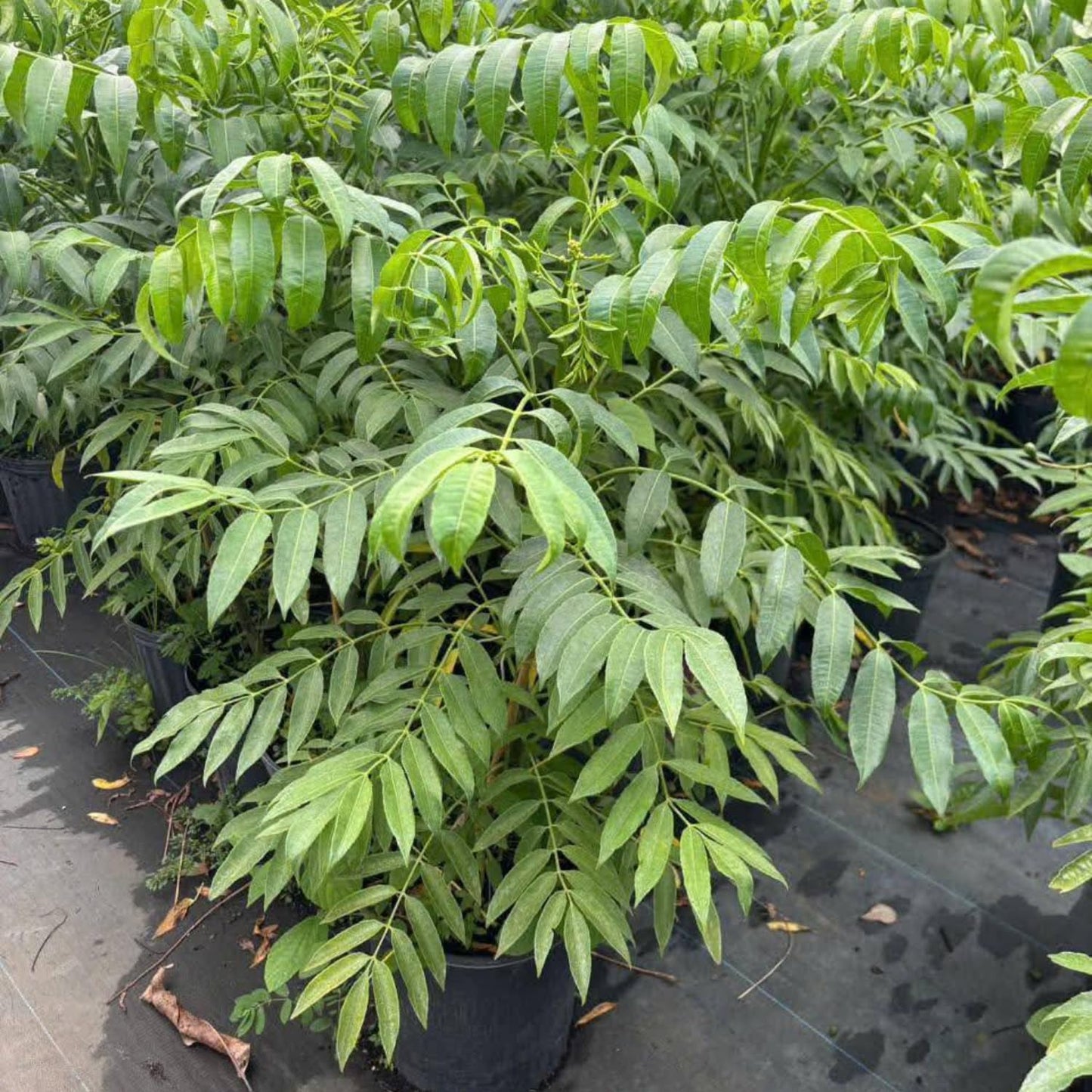 Thai June Plum Tree Live Plant in 3 Gallon Pot, 2-3 Years Old Well-Rooted, Ready to Transplant Outdoor, Fast-Growing