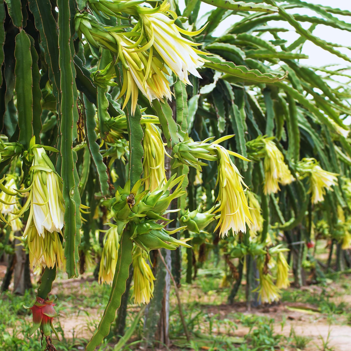 Yellow Dragon Fruit Plant Live, 3 to 6 Inches Tall Well Rooted, Dragon Fruit Live Plant