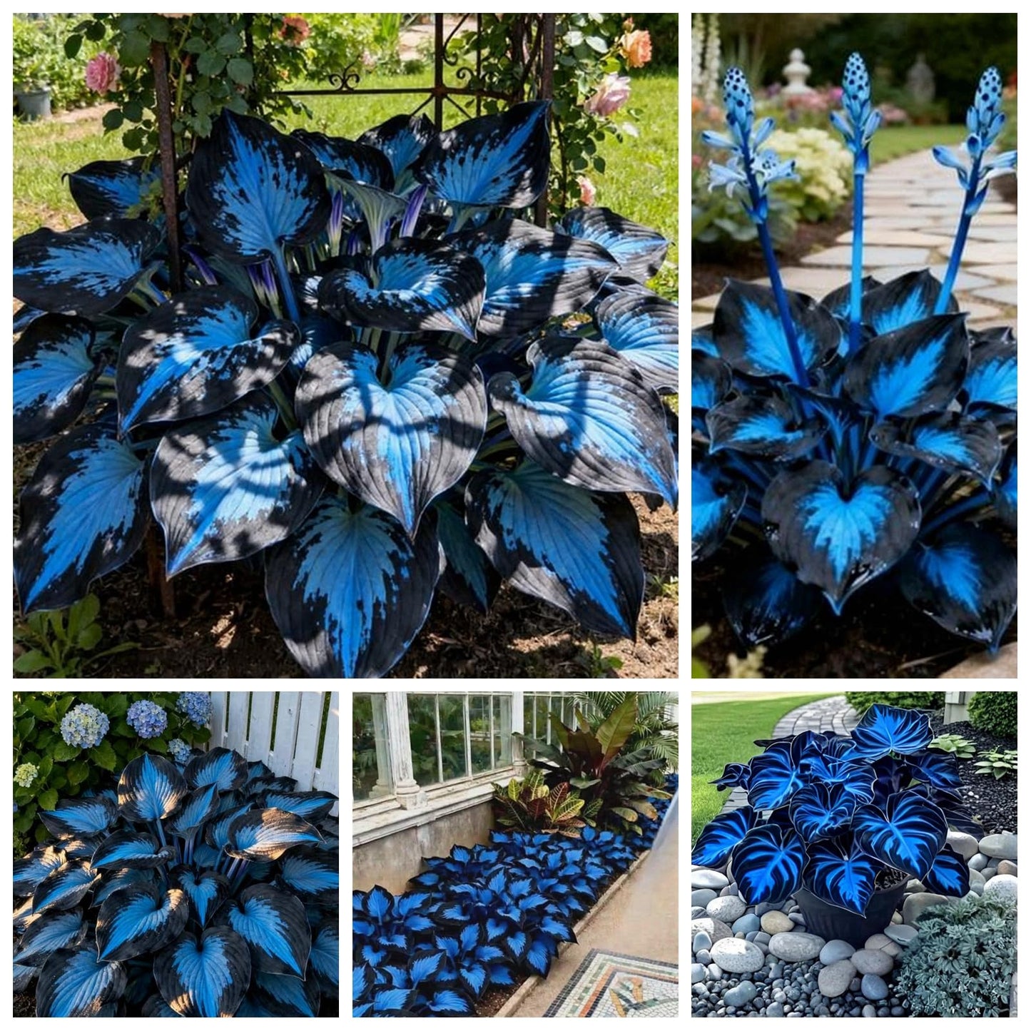 YGNHIJKD Indoor or Outdoor Hosta for Planting Magical Hardy Balcony Rare Species Ornamental Value - 4 Bulbs C (6)