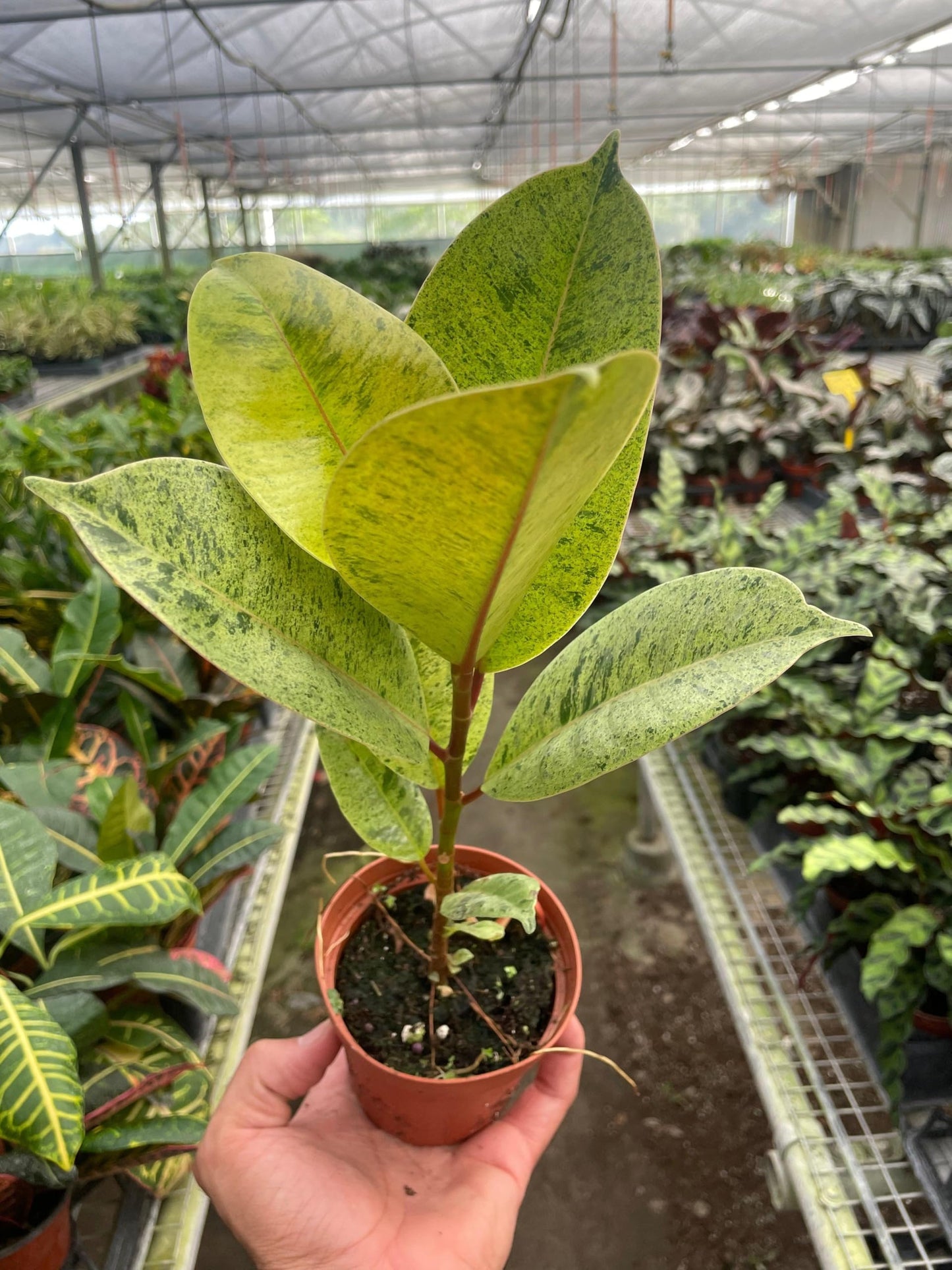 RedCrocus - RedCrocus Moonshine Ficus - Variegated Indoor Plant with Chartreuse Foliage, Bushy & Compact, Perfect for Decor & Floral Arrangements, Pet Warning, Indoor Use 6" Pot
