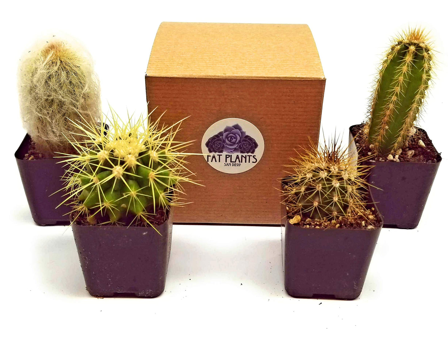 Fatplants Mini Cactus Plants Live Plants (4 Pack), Cactus Plant Indoor Live Plants, Cacti Plants Live Cactus Decor, Succulents Plants Live Houseplants, Mini Cactus Gifts in Cactus Soil Potting Mix