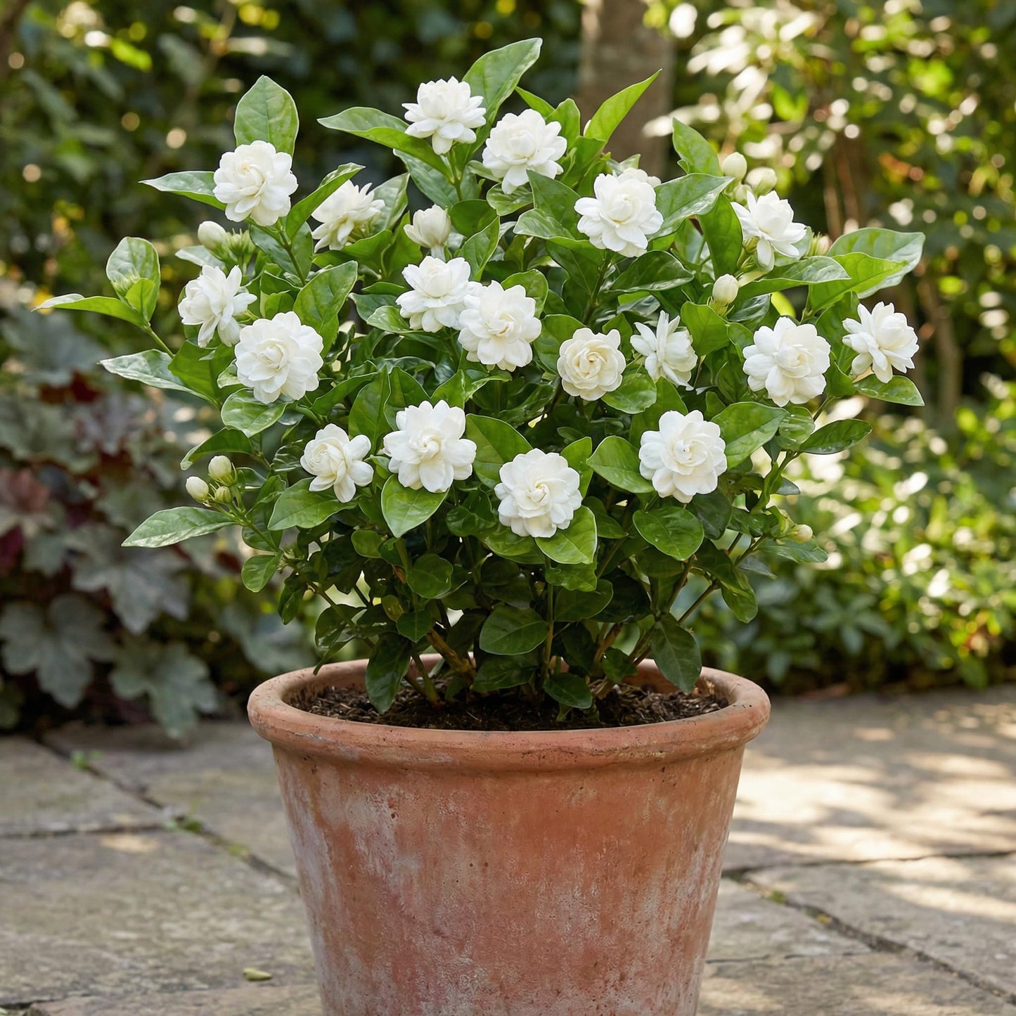Duke of Tuscany Jasmine Plant 10-14'' Tall in Half Gallon Pot, Fragrant, Hardy Jasmine Flowering Plant for Planting Indoor Outdoor