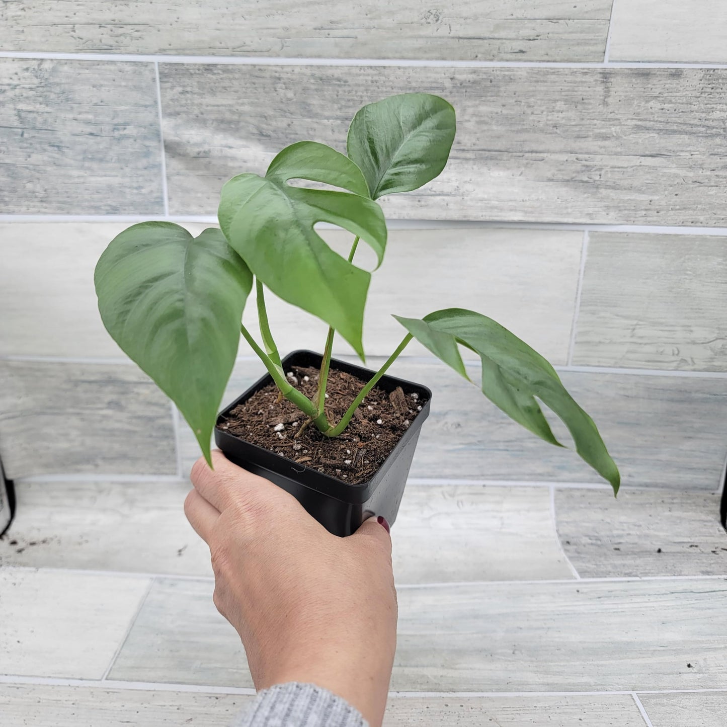 Rare Mini Monstera Philodendron Rhaphidophora Tetrasperma Live Plant - Indoor Plants Live Houseplants - Ginny Monstera Plant in 4" Pot by 3exoticgreen