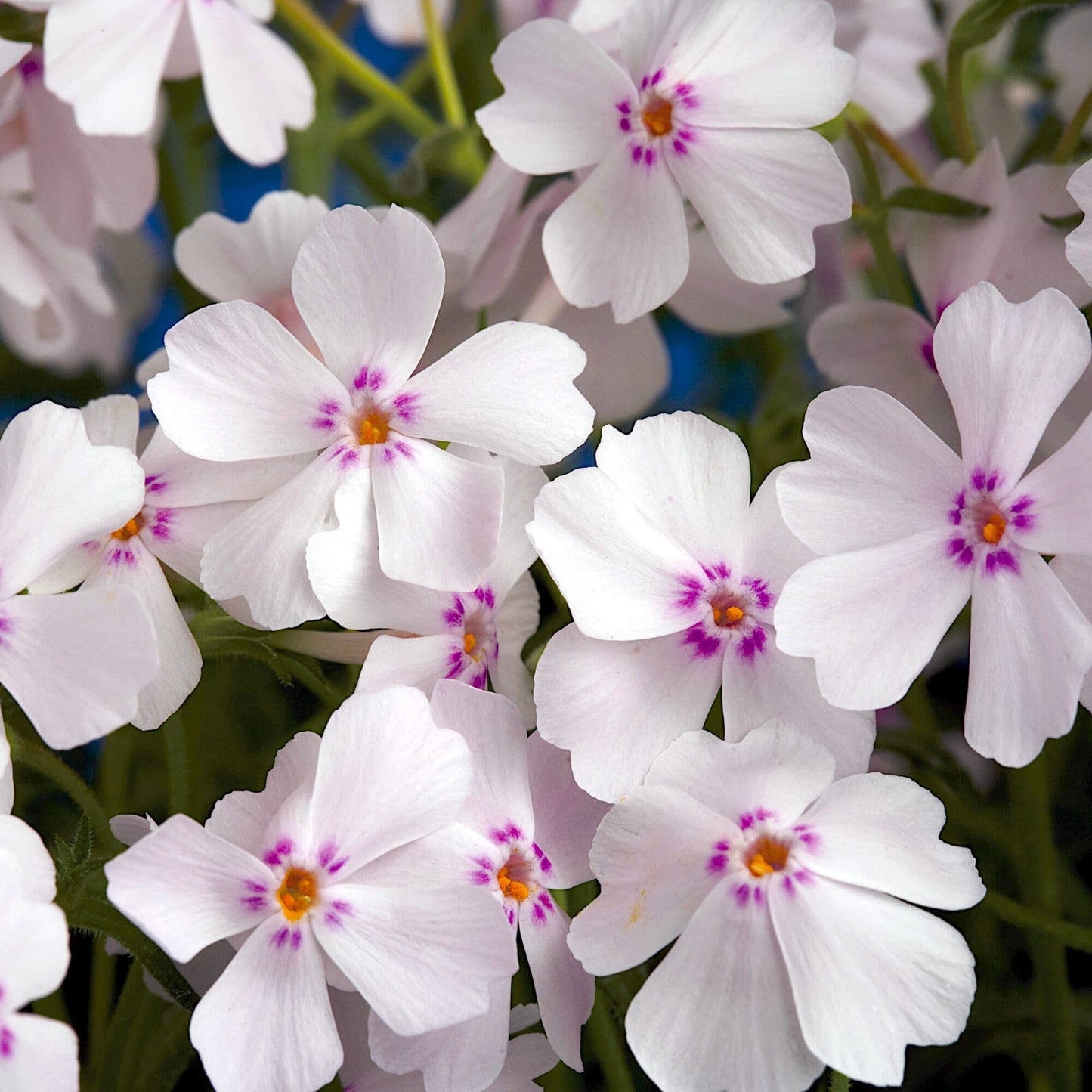 Phlox subulata ‘Amazing Grace’, Creeping Phlox, Moss Phlox, Moss Pinks, Ground Cover, Evergreen with Showy White Flowers, Container Size: 4X 2.63x1.72x2.75