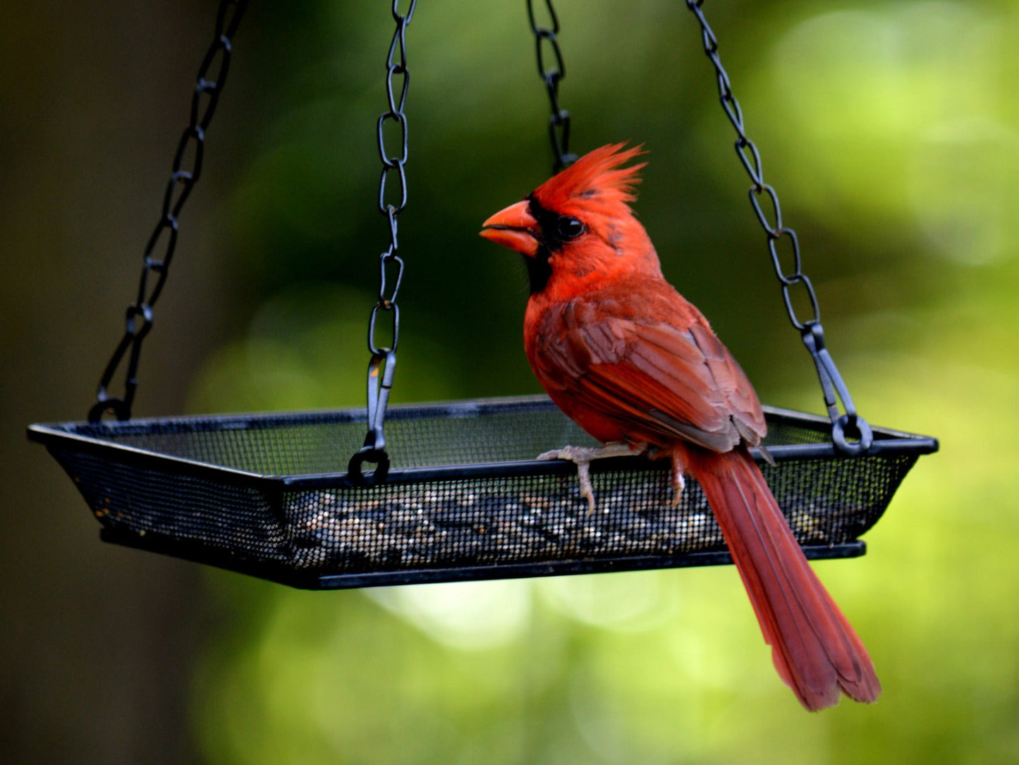 Hanging Bird Feeder Tray Platform Metal Mesh Seed Tray for Bird Feeding Outdoor Garden Decoration for Backyard Attracting Wildbirds