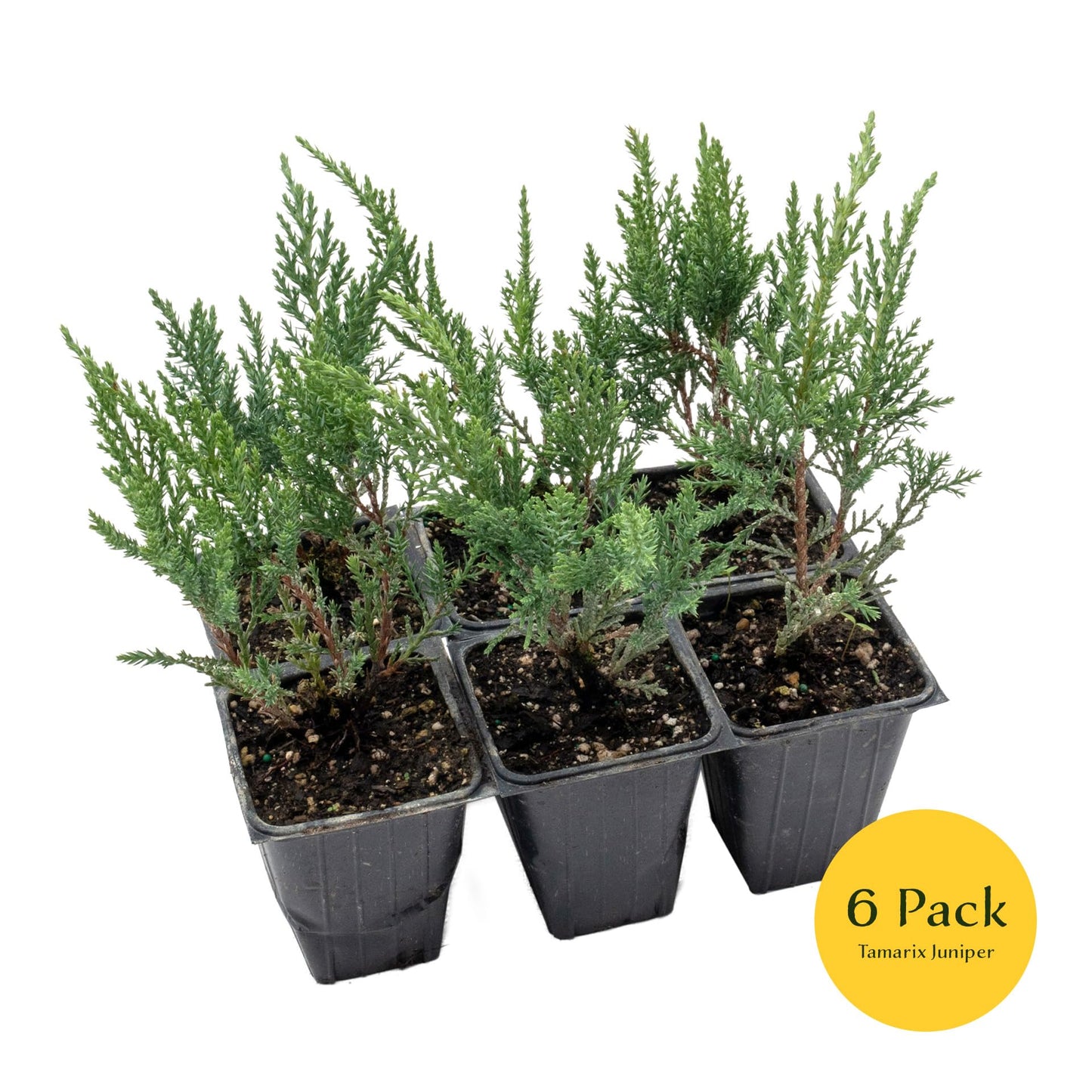 6 Tamarix Juniper in 3.5" Nursery Cubes | Juniperus Sabina ‘Tamariscifolia’ | Dense, Low-Maintenance Evergreen Shrub with Fine, Feathery Foliage | Ready-to-Plant Live Starters