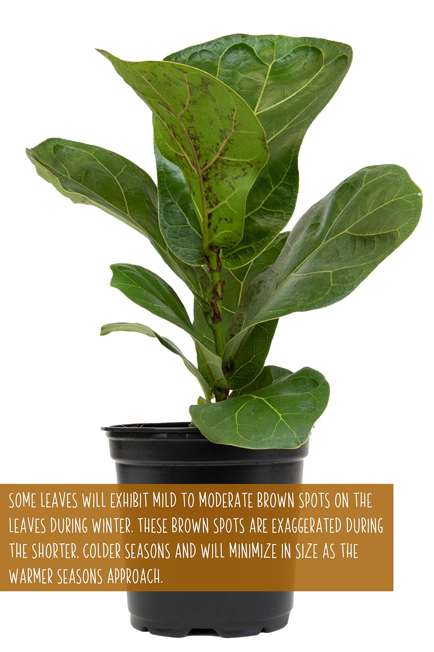 Plants for Pets Ficus Lyrata Fiddle Leaf Fig Plant, House Plants Indoors Live Ficus Tree Live Plant, Fig Trees Live Plants Indoor Plants Live Houseplants Fig Plants Live in Planter Pot in Soil Mix