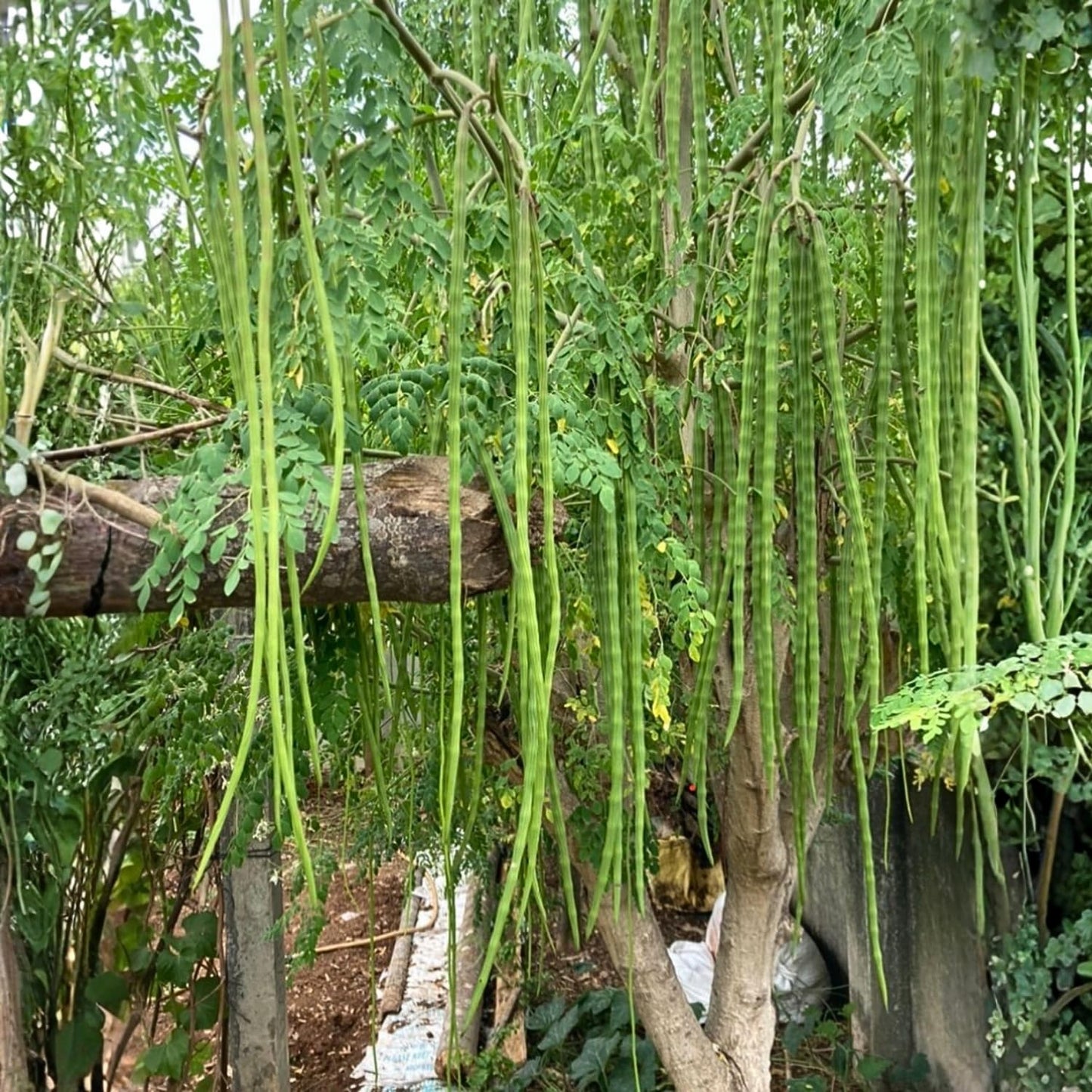 Moringa Tree Live Plant, Moringa Oleifera Plant 6-10'' Tall, 4'' Potted Plant Ready to Grow Outdoor
