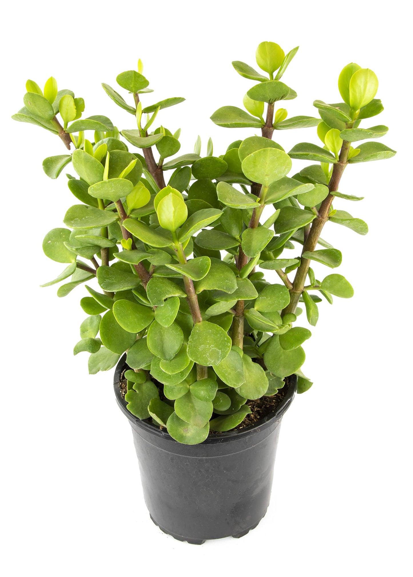 Succulents Plants Live Indoor Plants, Portulacaria Mammoth Live Houseplants, Live Succulents Live Plants Indoor Succulent Plants, Indoor Plant Real Succulents Plants House Plants by Plants for Pets