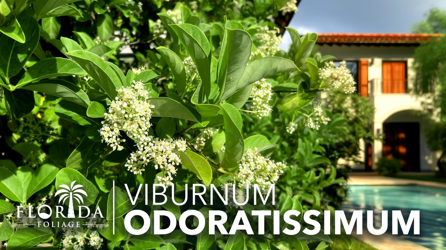 Viburnum Odoratissimum | 3 Live Plants | Fast Growing Shrub, Dense Evergreen Foliage, Fragrant White Flowers, Privacy Hedge, Low Maintenance, Drought Tolerant, Year-Round Interest