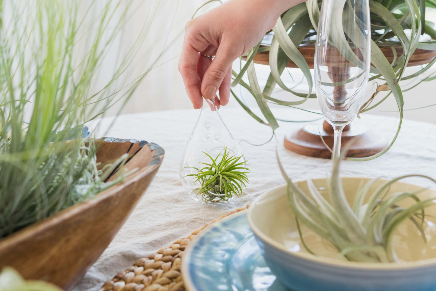 Air Plant Shop 5 Pack Tough Stuff Collection of Tillandsia Air Plants- Wholesale and Bulk - Succulents - Live Tillandsia - Easy Care Indoor and Outdoor House Plants