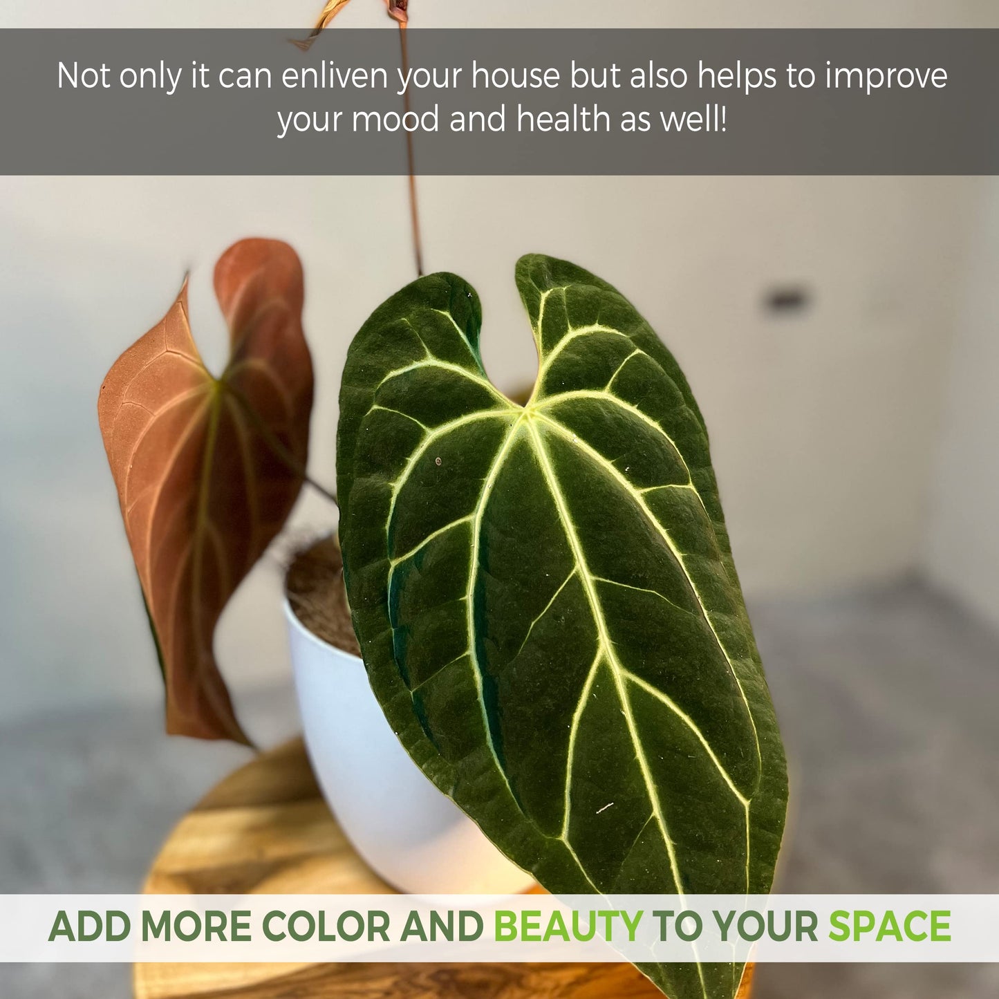 LEAL PLANTS ECUADOR Anthurium Besseae| Green Live House Plant for Indoors|Rare and Exotic Indoor Plants for Living Room|Anthuriums Live Plants |Besseae Heart Plant