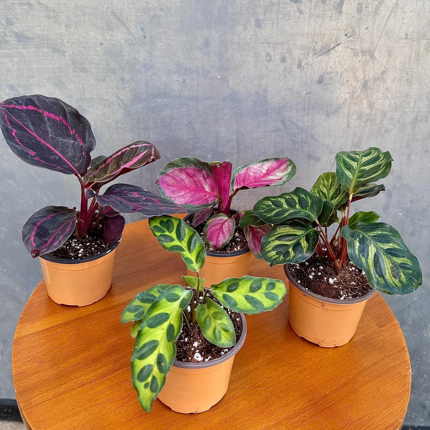 PLANTVERS Calathea Assorted Live Plant Set – Pack of 4 Live Plants in 2" Pots – Includes Calathea Roseopicta, Lancifolia, Dottie & Makoyana – Air Purifying Indoor Houseplants