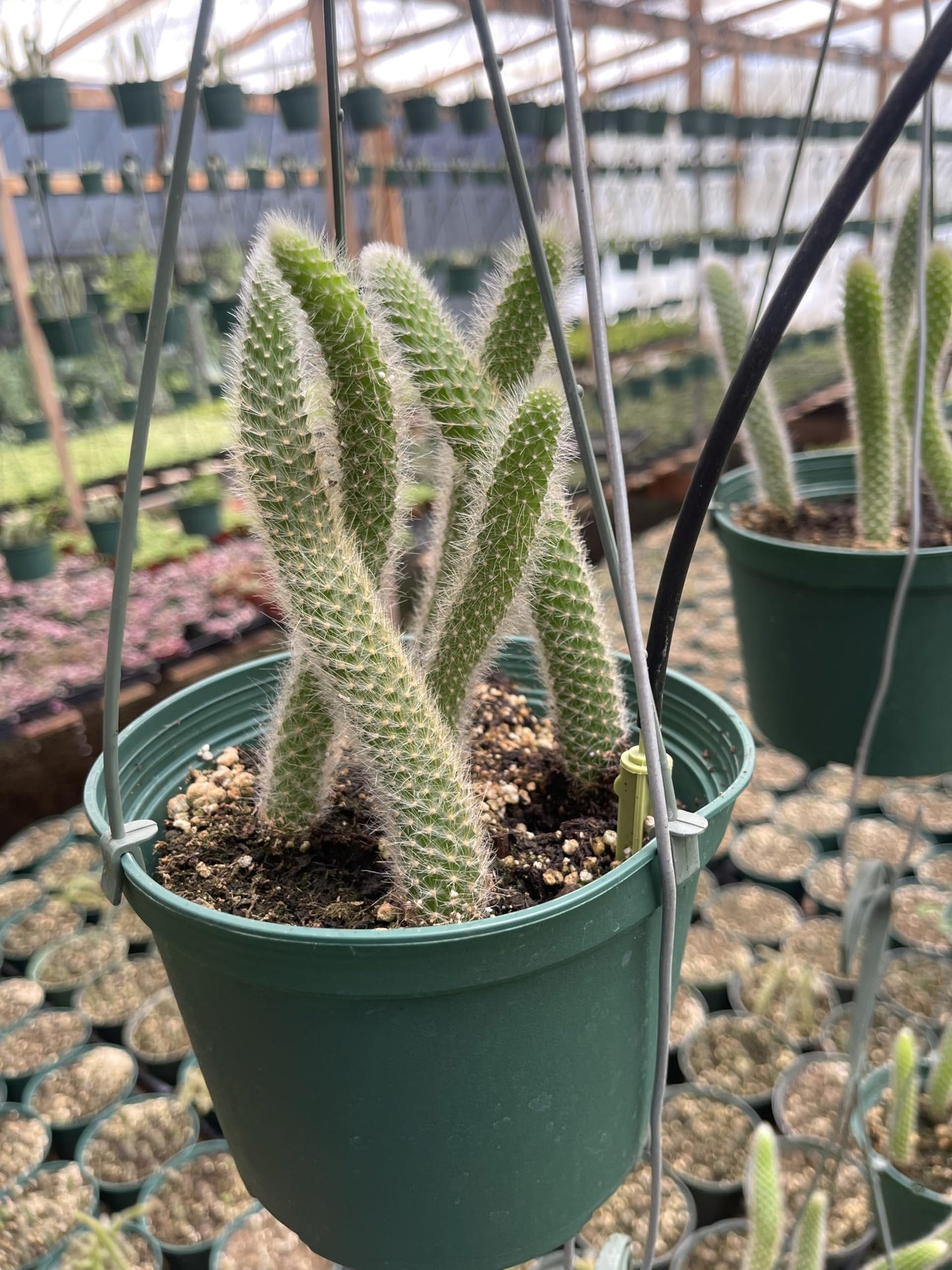 Rare Monkey Tail Cactus (Hildewintera colademononis) 6Inch Pot 5 Tails Around 8 Inches or Longer for Each Tail Rooted and Healthy