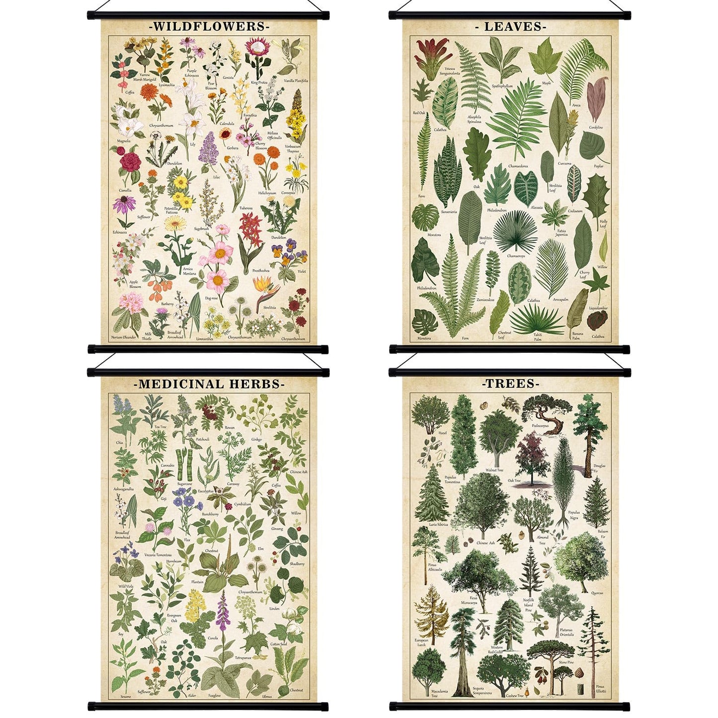 Lewtemi 4 Pcs Vintage Poster Nature Botanical Wall Art Wildflowers Leaves Medicinal Herbs Trees Wall Hanging Poster Prints Plants Chart Poster for Classroom, 15.35 x 23.62 Inch(Retro, Green Plants)
