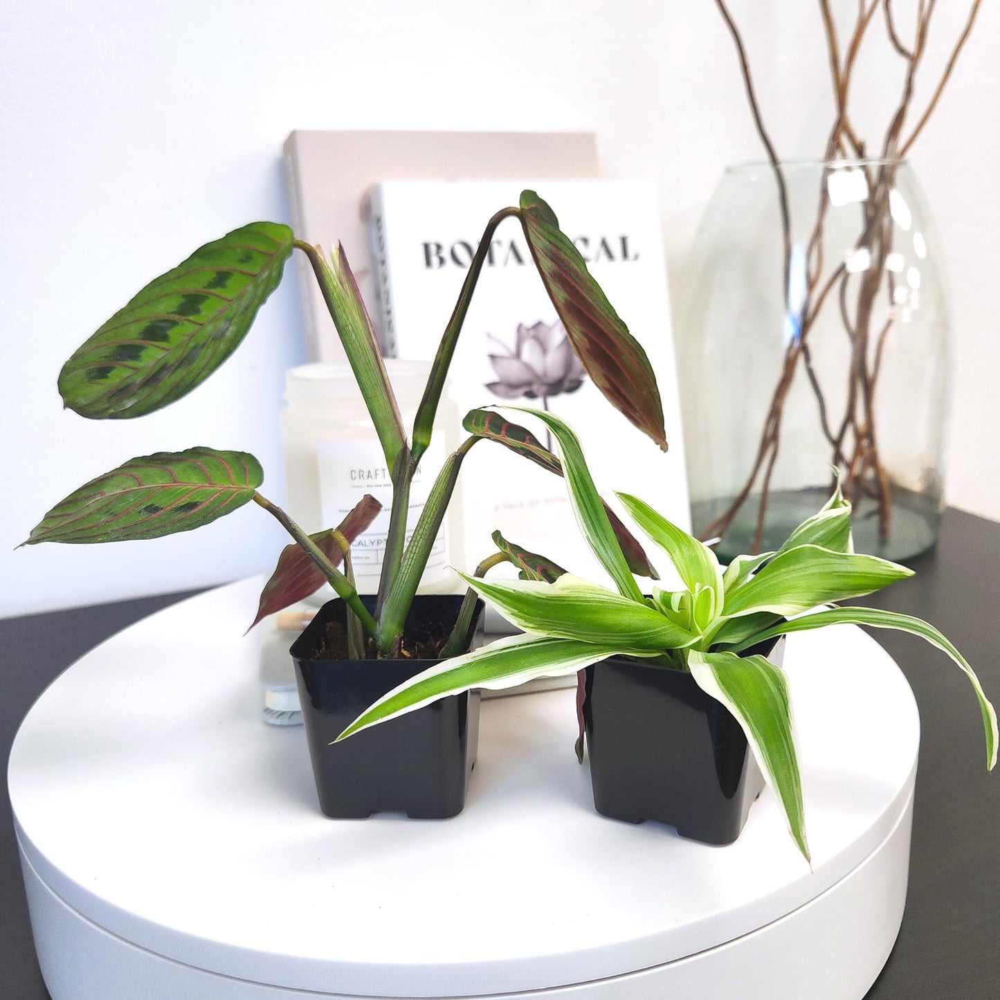 Easy to Grow Houseplants (24 Pack) Live House Plants in Plant Containers, Growers Choice Plant Set in Planters with Potting Soil Mix, Home Décor Planting Kit or Outdoor Garden Gifts by Plants for Pets