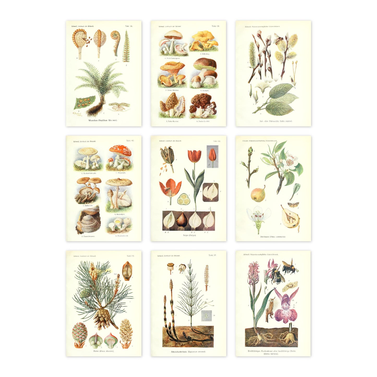 Ink Inc. Botanical Prints Wall Art Woodland Plants - Fern Wildflower Mushroom - Set of 9 5x7- Unframed