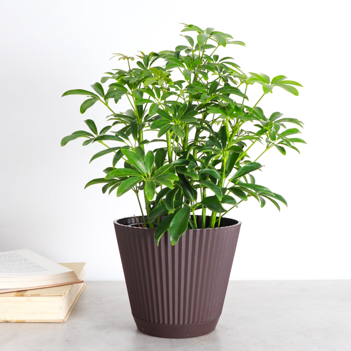 Thorsen's Greenhouse Live Arboricola Umbrella Tree Plant, Schefflera Arboricola, Natural Air Purifier, Easy to Grow, Live Indoor Houseplant, 6-inch Diameter (Chocolate (6" Pot))