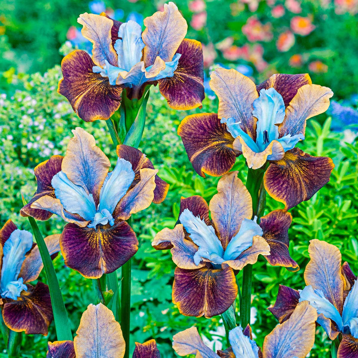 Black Joker Siberian Iris Dormant Bare Root Perennial Roots (3-Pack)