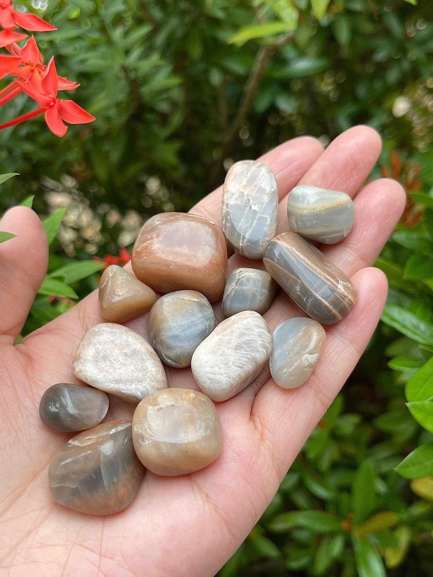 GAF TREASURES 5 Pcs Moonstone Multi Tumbled Stones, Polished Natural Moonstone Multi Gemstone, Moonstone Multi Healing Crystals (Moonstone Multi)