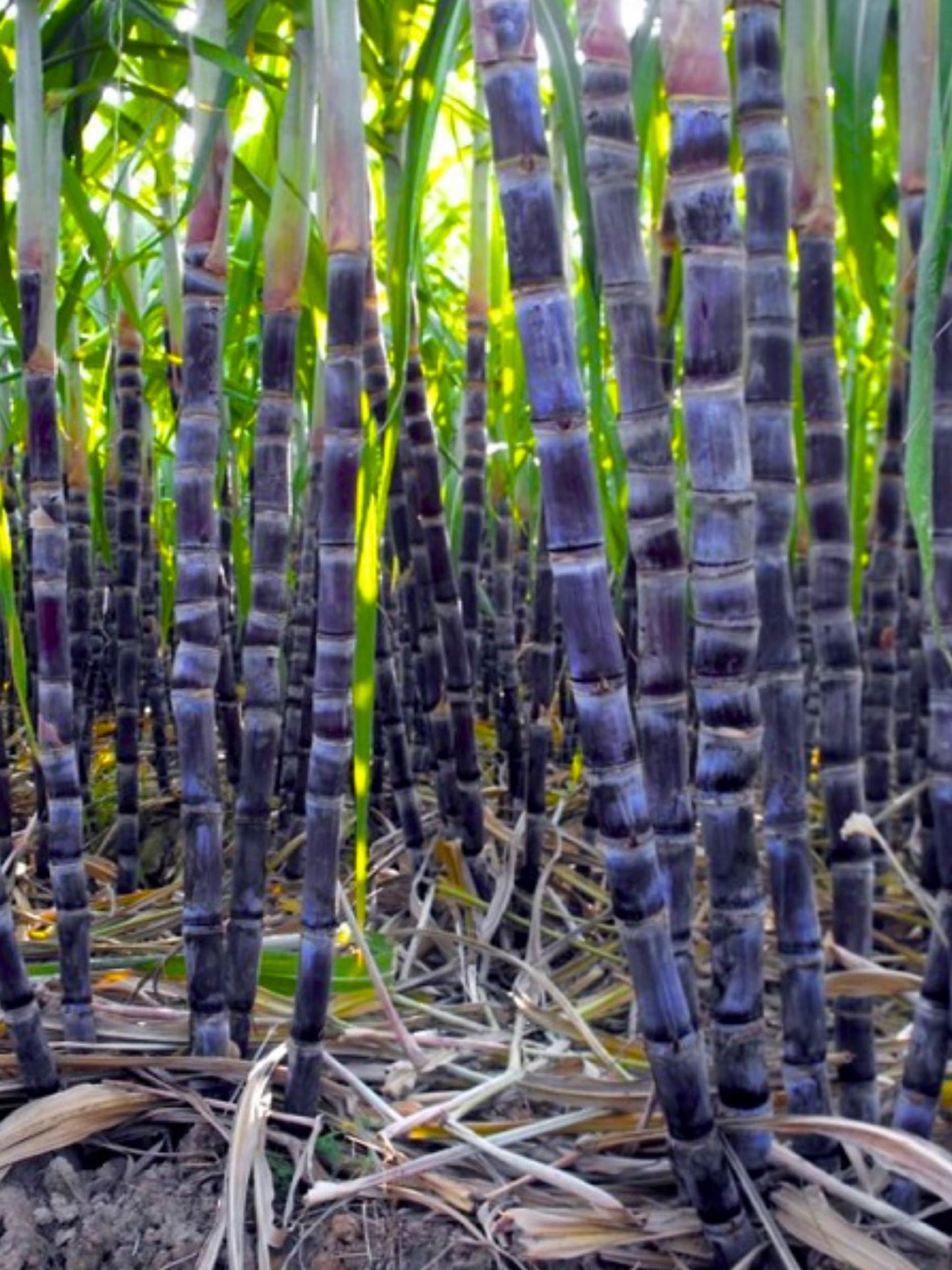20 Black Purple Sugar Cane Plants Live Cuttings, 1-3 Nodes Ready to Plant, Outdoor Growing Sweet, Fresh Sugar Cane, Fast-Growing