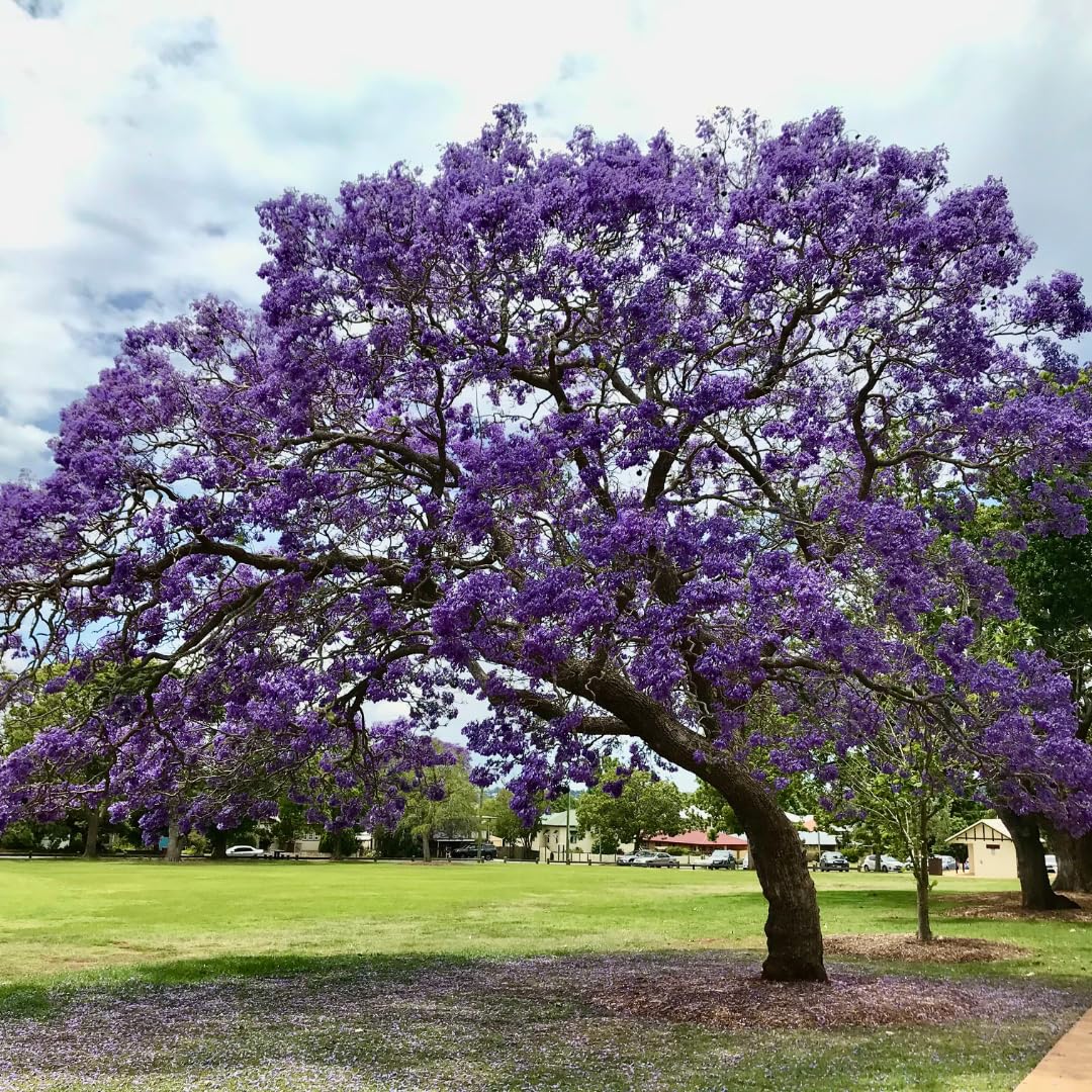 Live Jacaranda Tree Plant, Purple Blue Flowering Jacaranda, 6-10 Inches Tall for Indoor or Outdoor Gardens