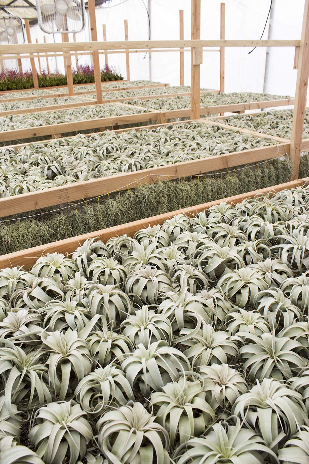 Garden in the City Air Plant Tillandsia Xerographica 6" Wide, Greenhouse Grown, Ships from California, Indoor Outdoor