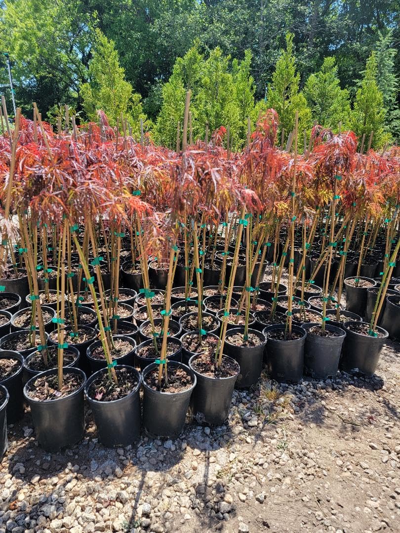 Crimson Queen Japanese Maple - Live Plant - (2.5 QT)