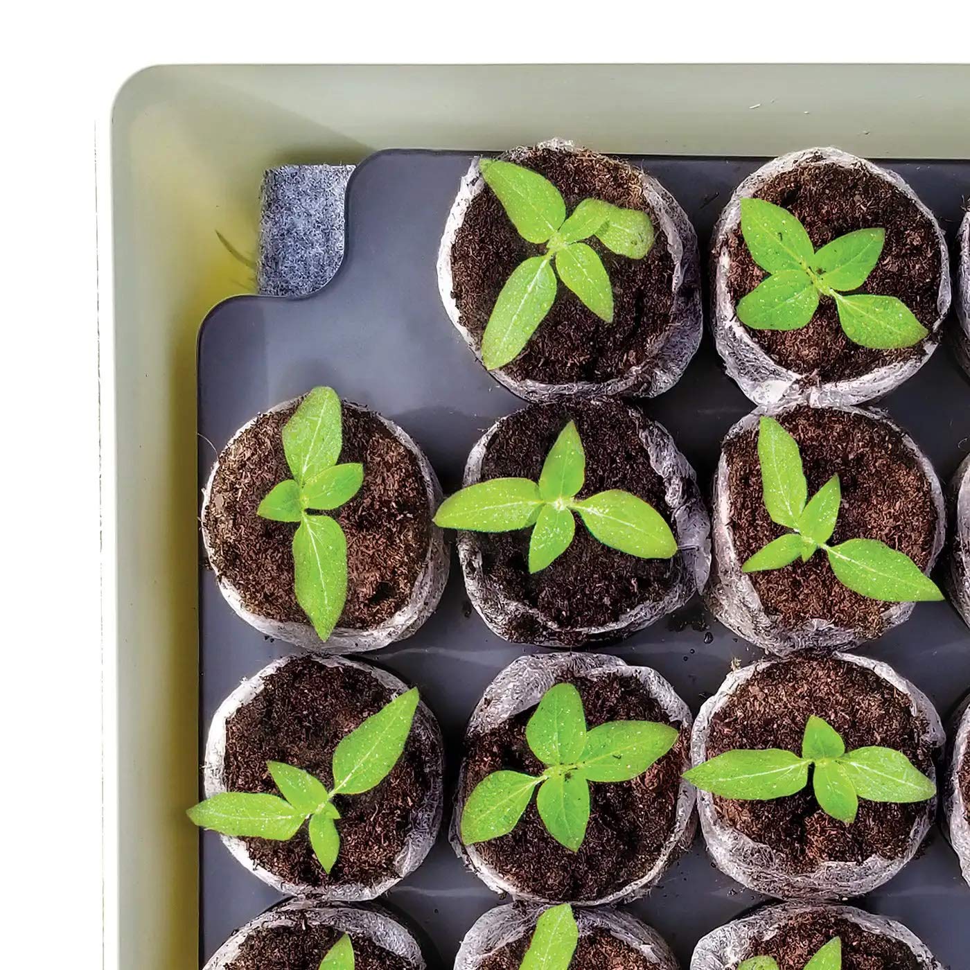 Jiffy Seed Starter Tray Kit - Self-Watering, High Germination Rate, Seedling Tray - 2 Pack, Peat/Plastic