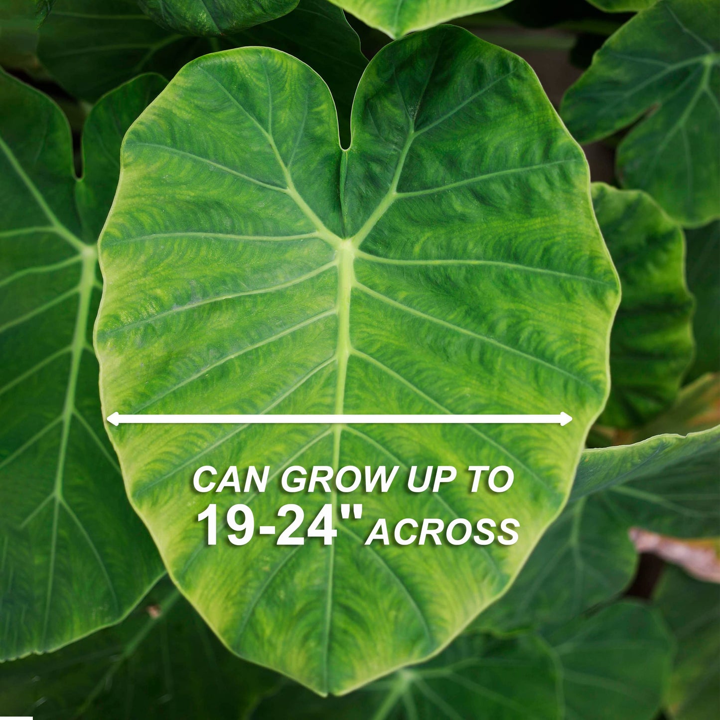 Garden State Bulb Colocasia Esculenta Elephant Ear Bulbs, 7/9 inches, Spring Planting (Bag of 5)