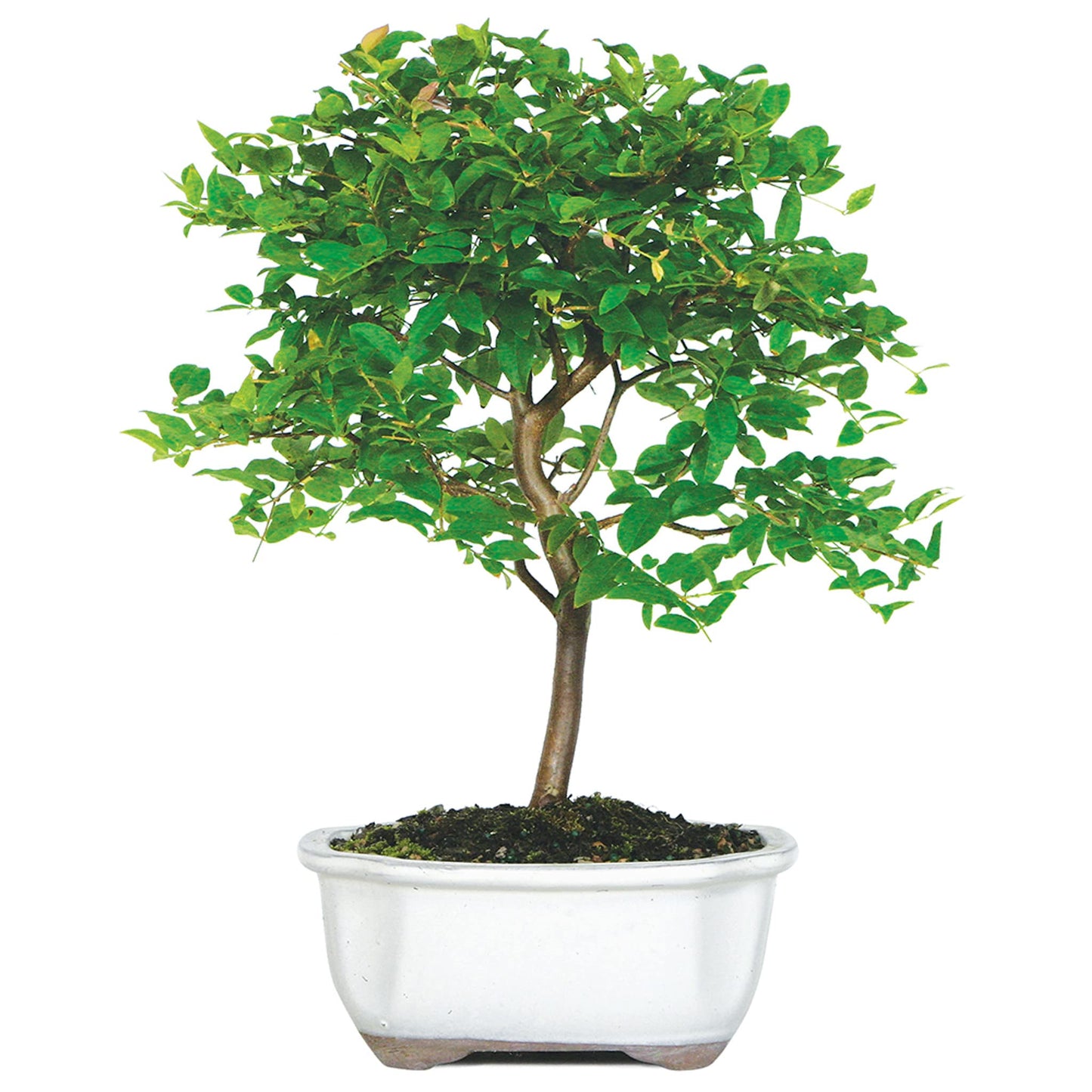 Brussel's Live Jaboticaba Indoor Bonsai Tree - 6 Years Old; 10" to 14" Tall with Decorative Container, Humidity Tray & Deco Rock