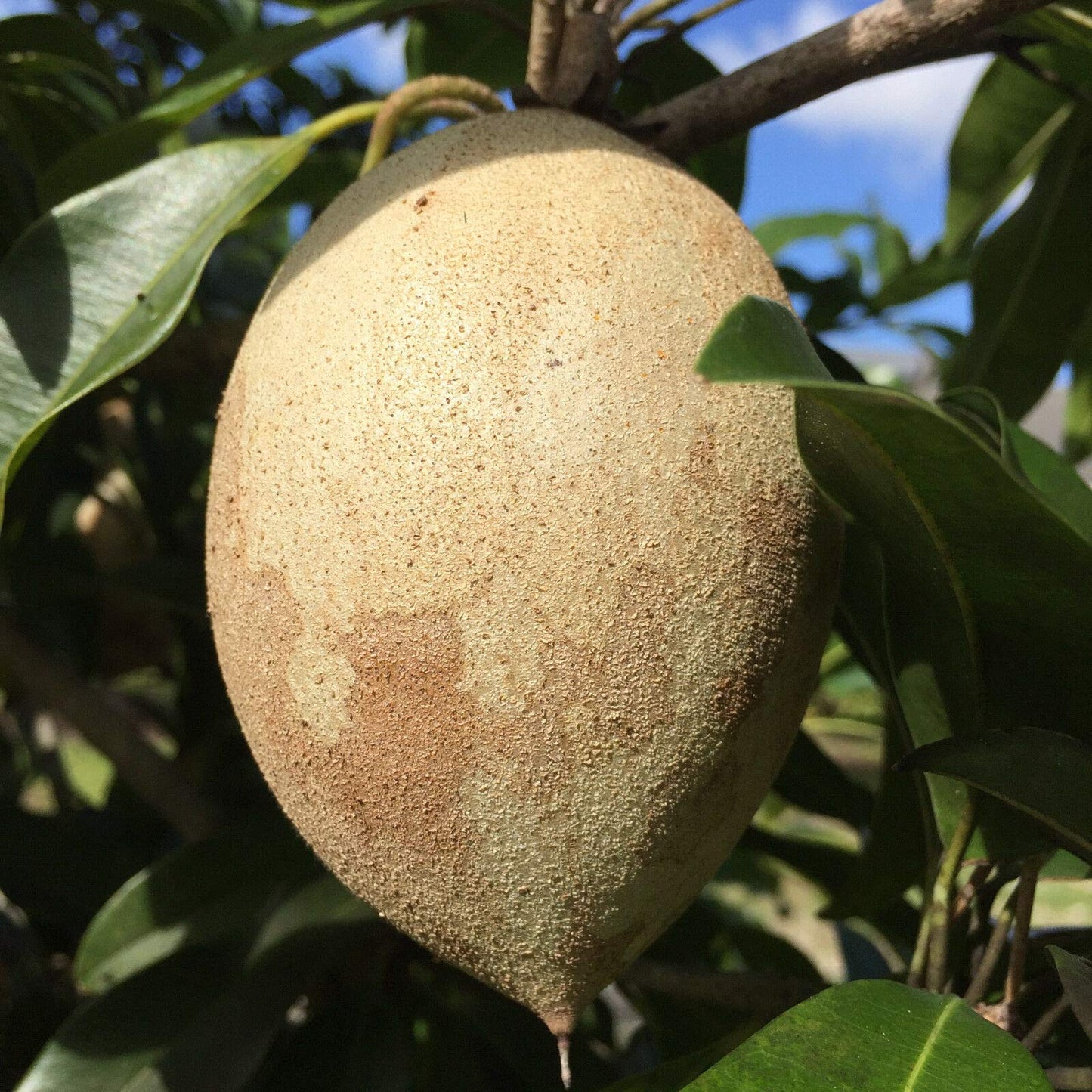 US Warehouse, Live Plant (Not Seed or Bulb), Sapodilla Manilkara Zapota Chiku Excalibur Tropical Tree Starter Plant Seedling