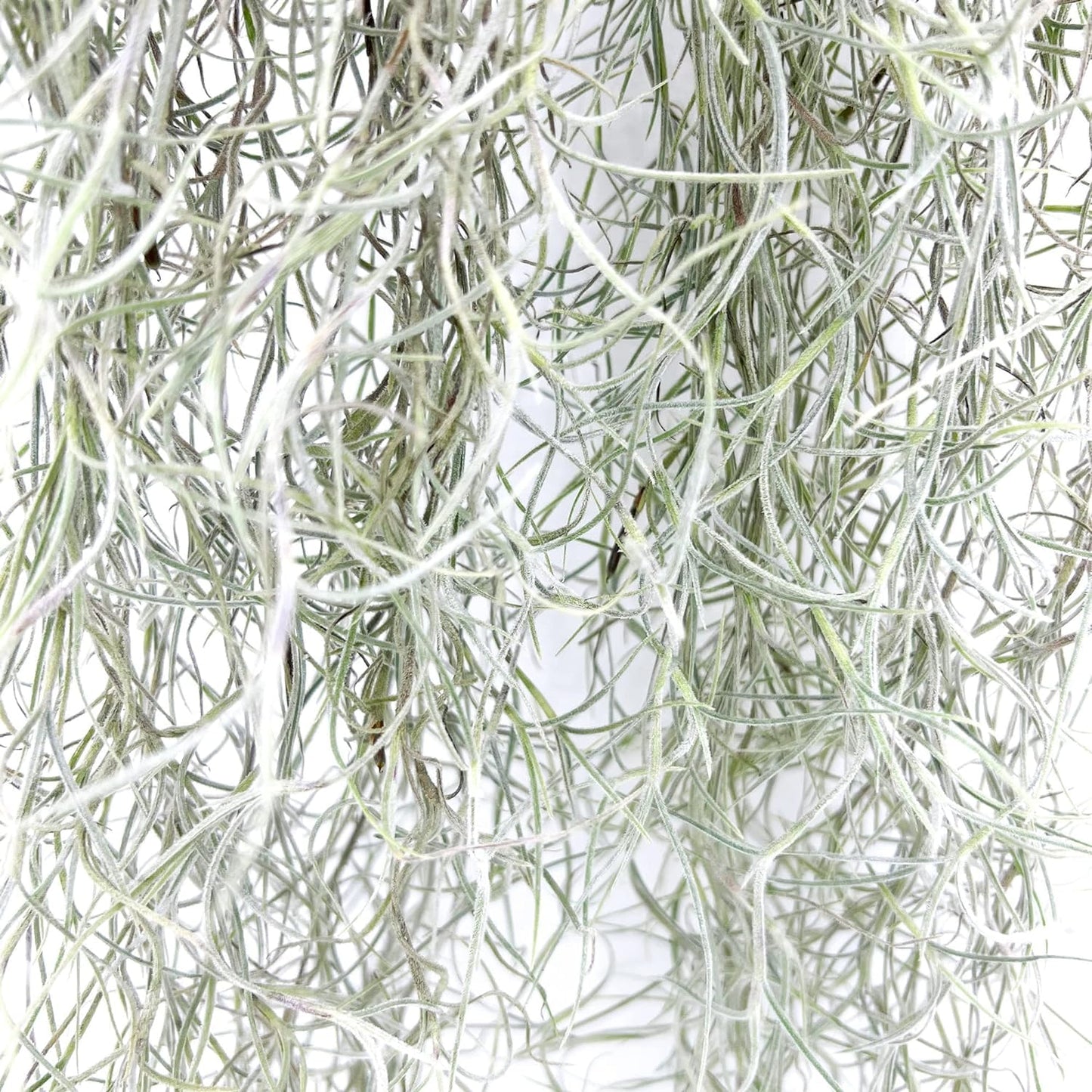 ragnaroc Tillandsia Usneoides ‘Thick-Colombian Spanish Moss’ - ragnaroc Indoor Tropical Plant 16” / 1 oz - Live Arrival Guaranteed - Live Air Plant & House Plants for Home Decor & Gift